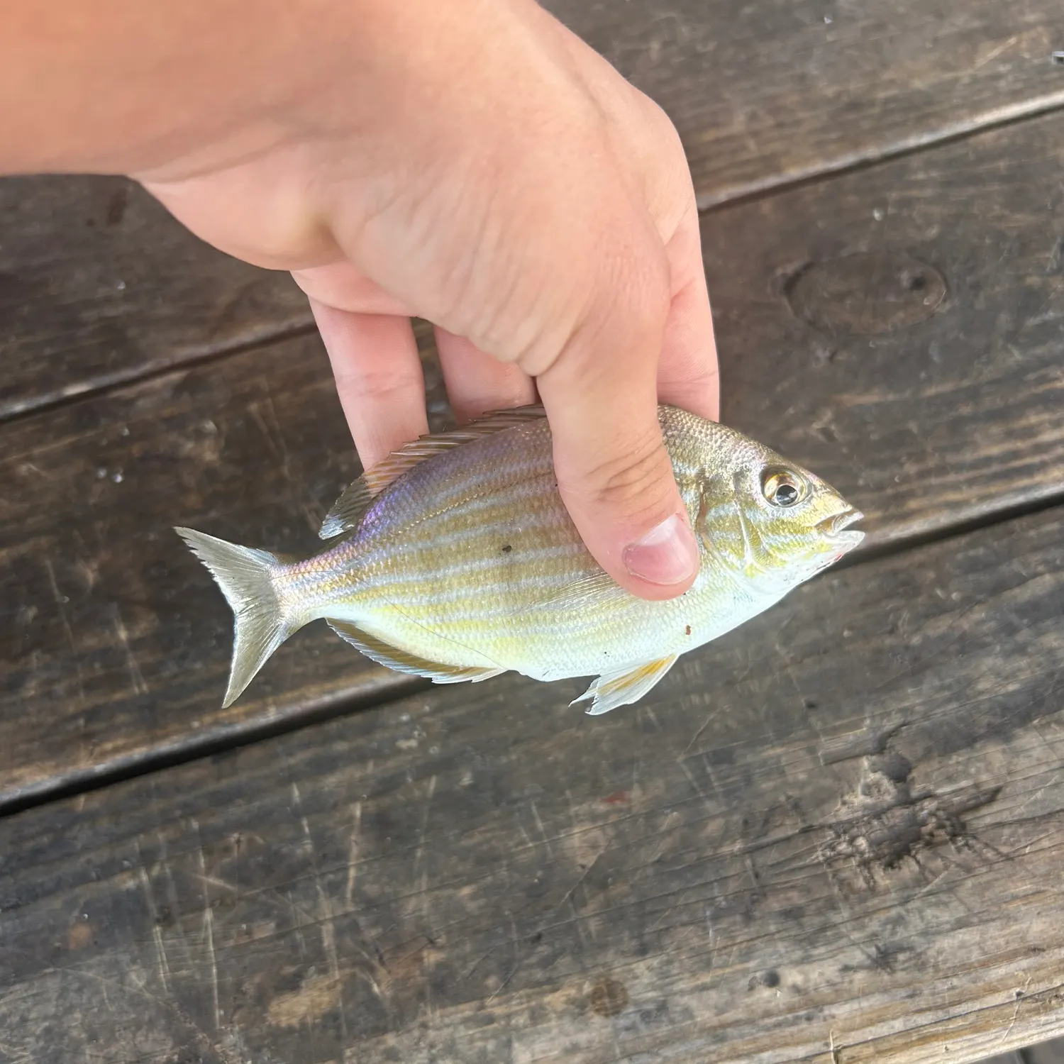 Pinfish caught on Fishbrain