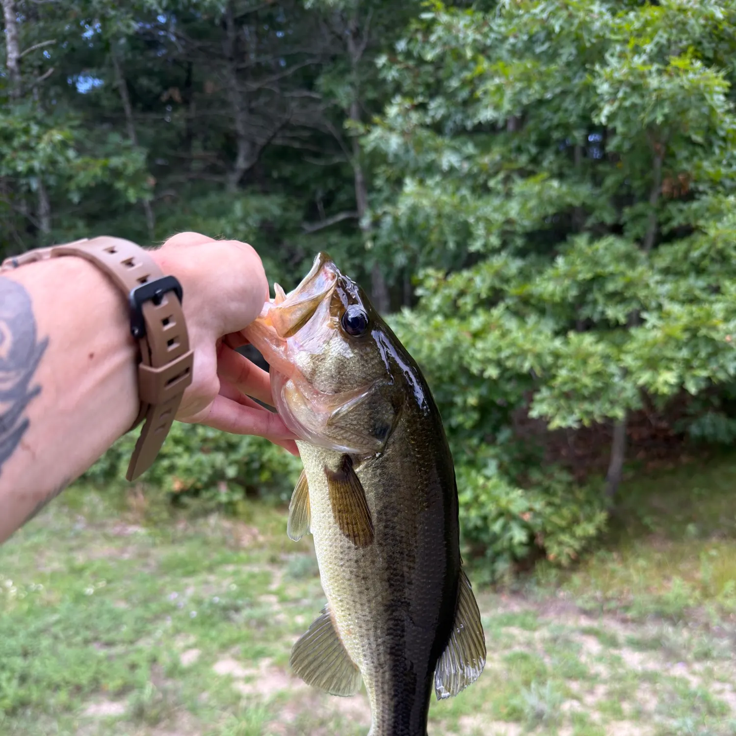 Largemouth bass caught on Fishbrain