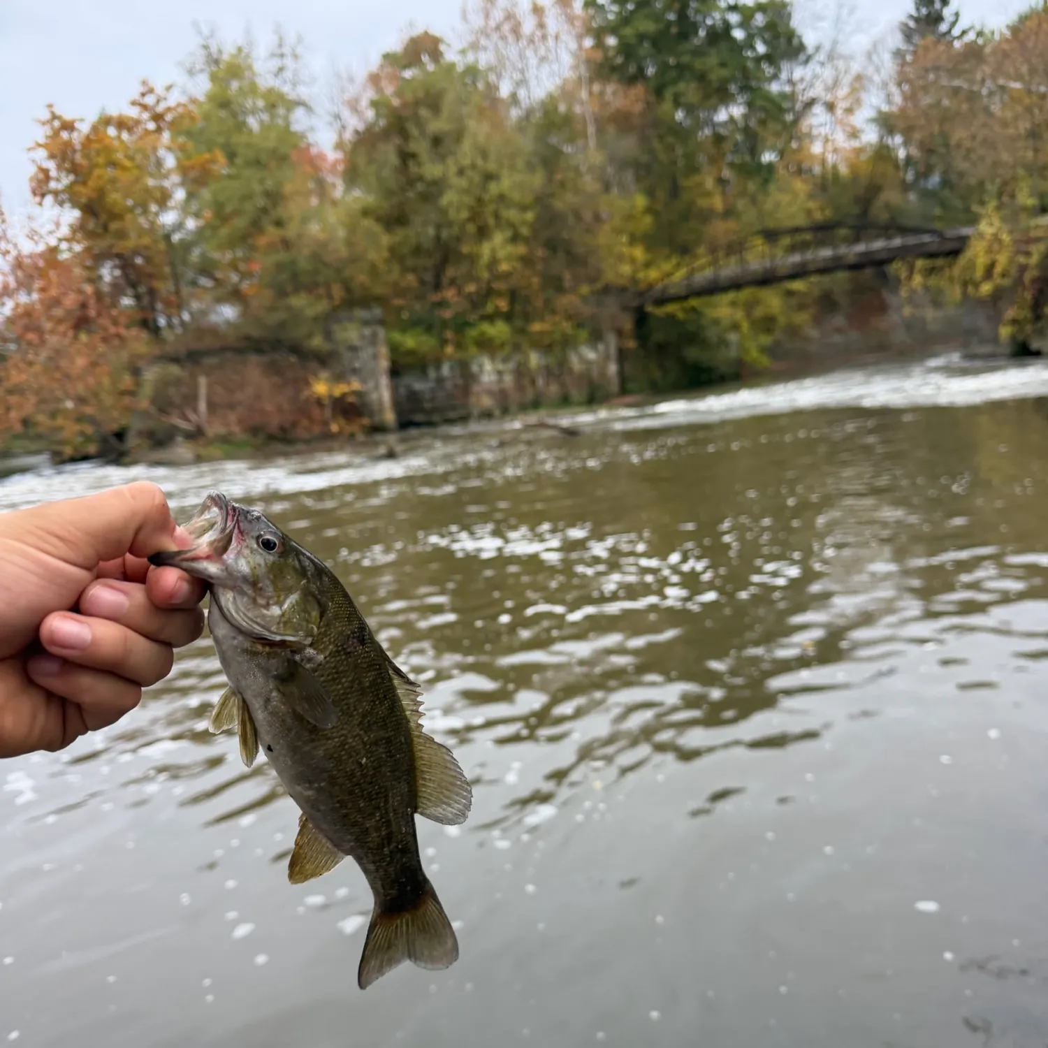 Smallmouth bass caught on Fishbrain
