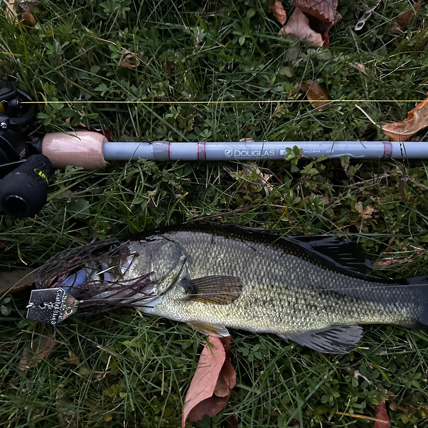 Largemouth bass caught on Fishbrain
