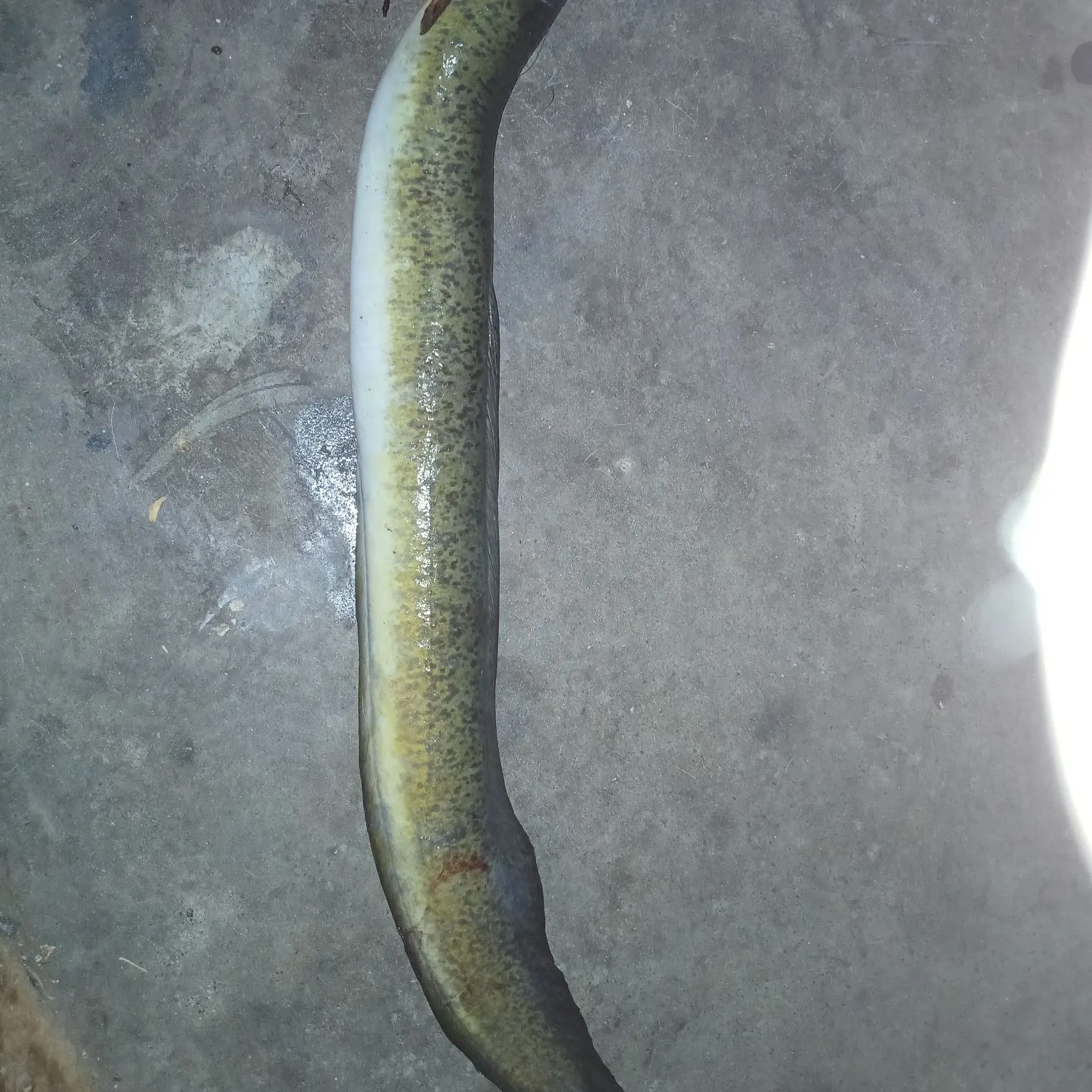 Shortfin eel caught on Fishbrain