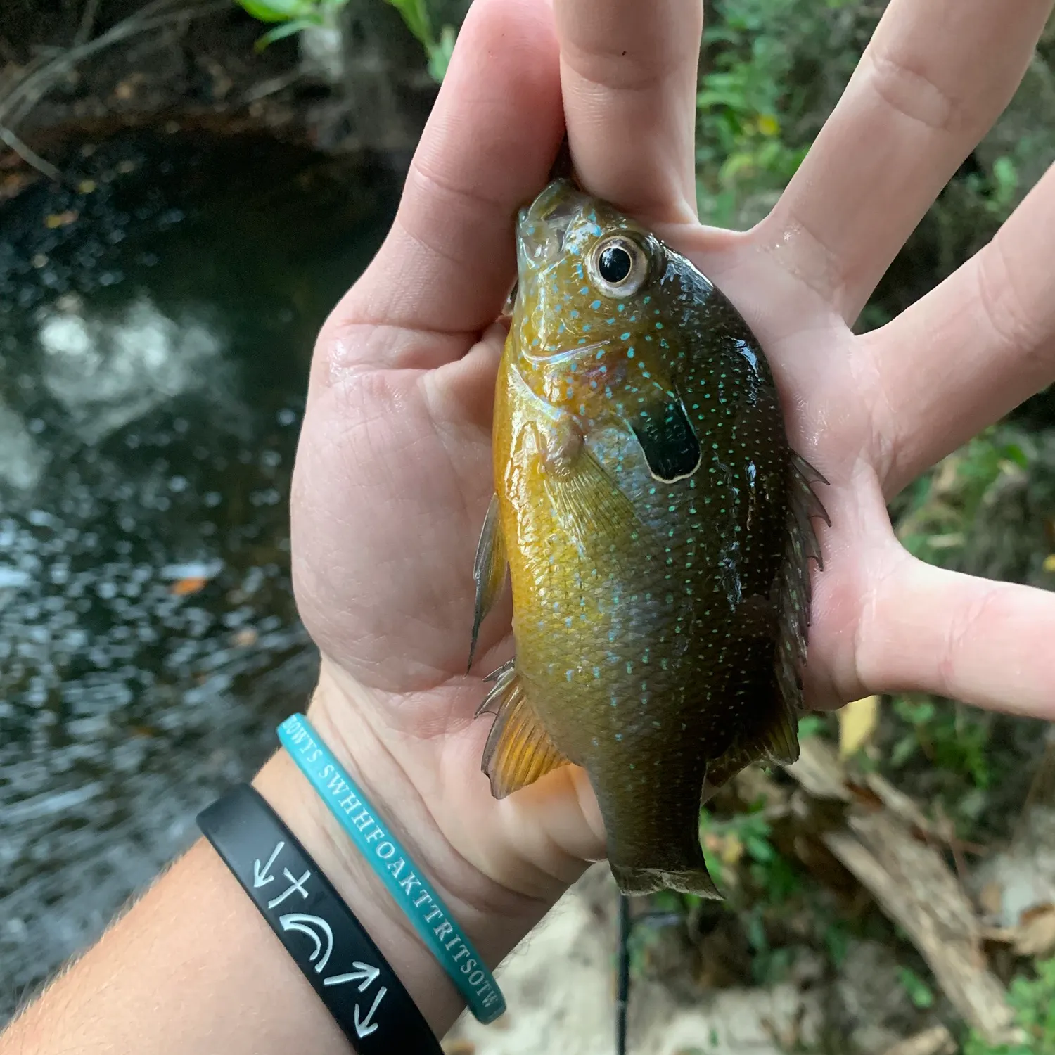 The most recent Swampland longear sunfish catches on Fishbrain
