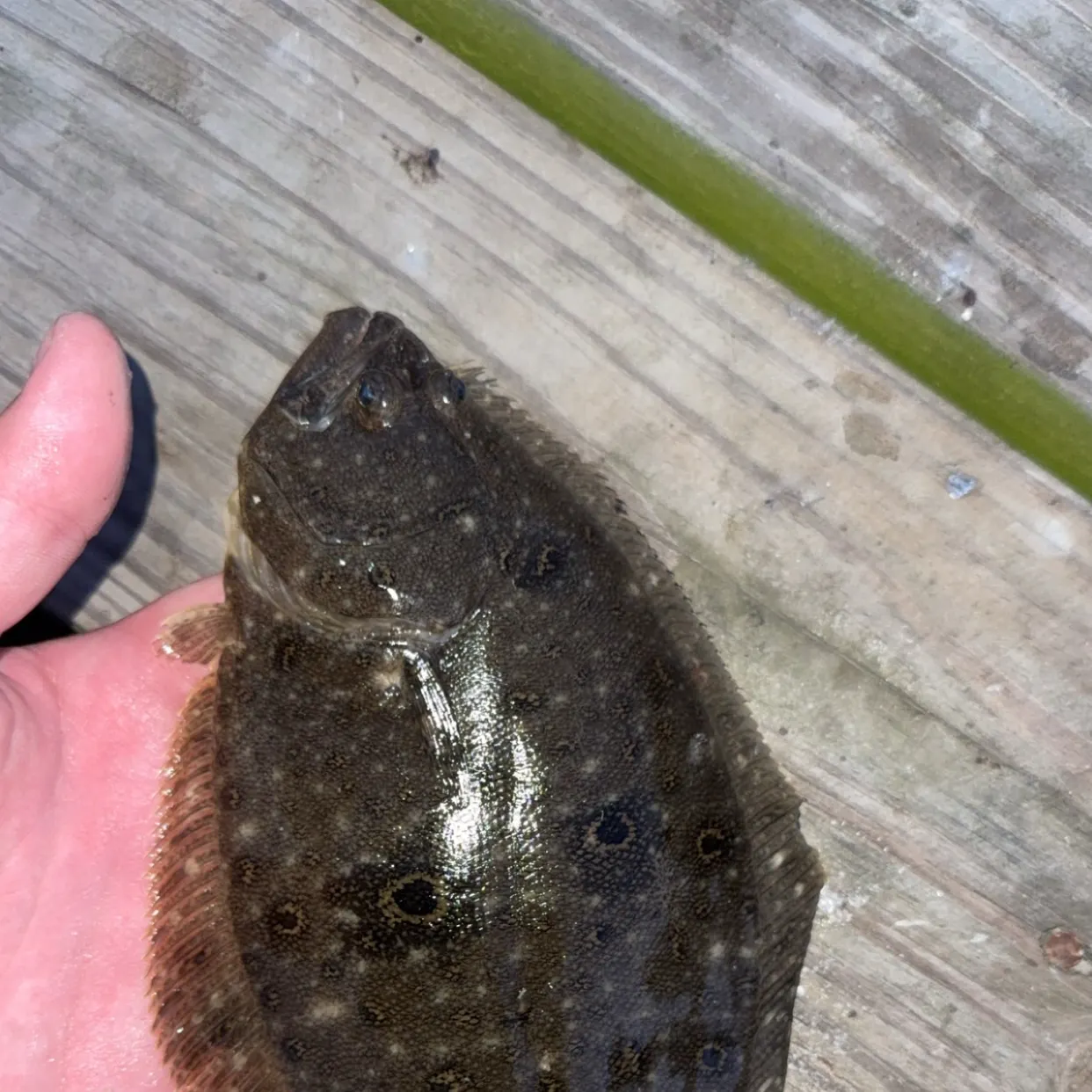 The most recent Winter flounder catches on Fishbrain