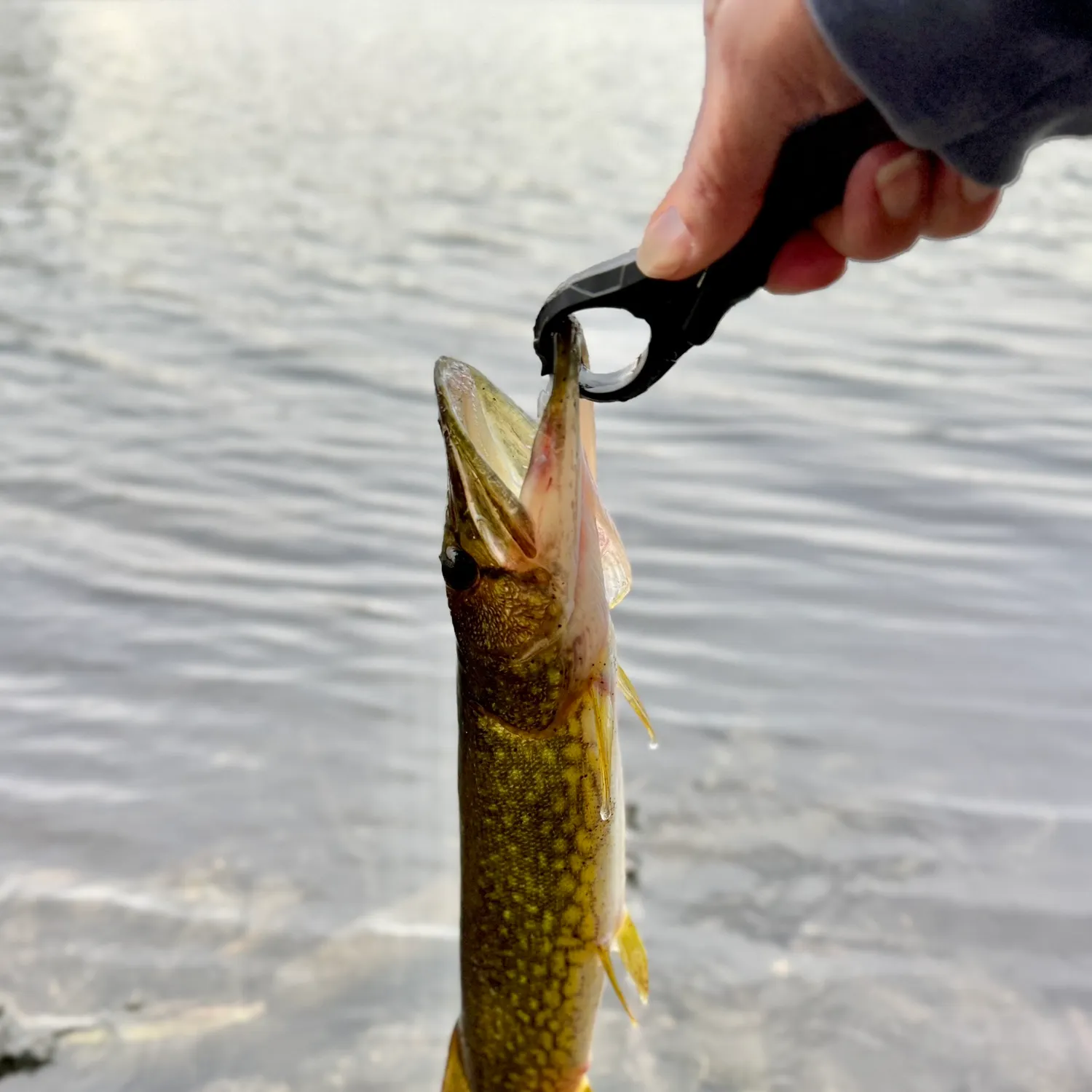 Chain pickerel caught on Fishbrain