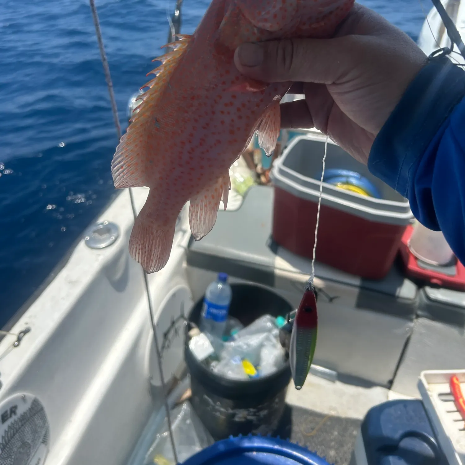 The most recent Graysby grouper catches on Fishbrain