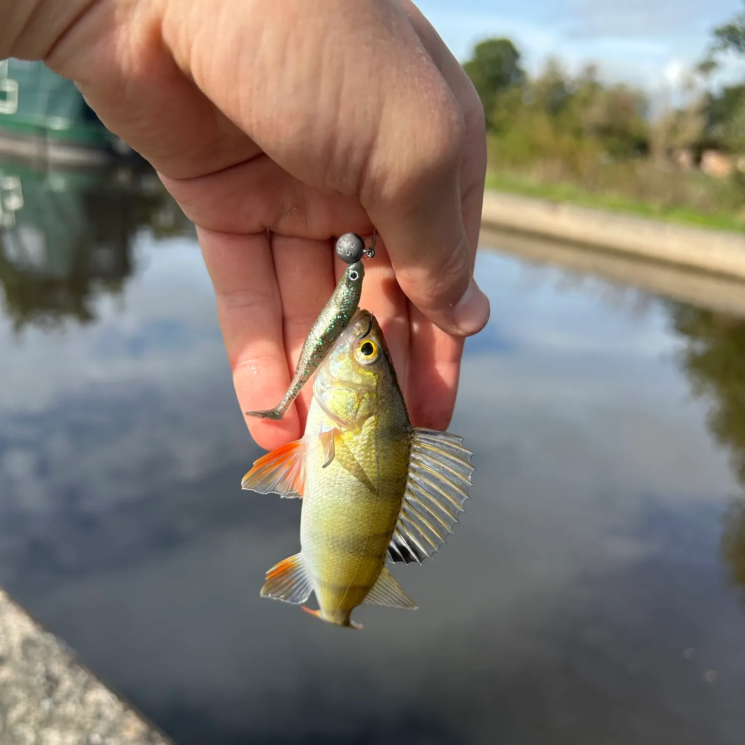 European perch caught on Fishbrain