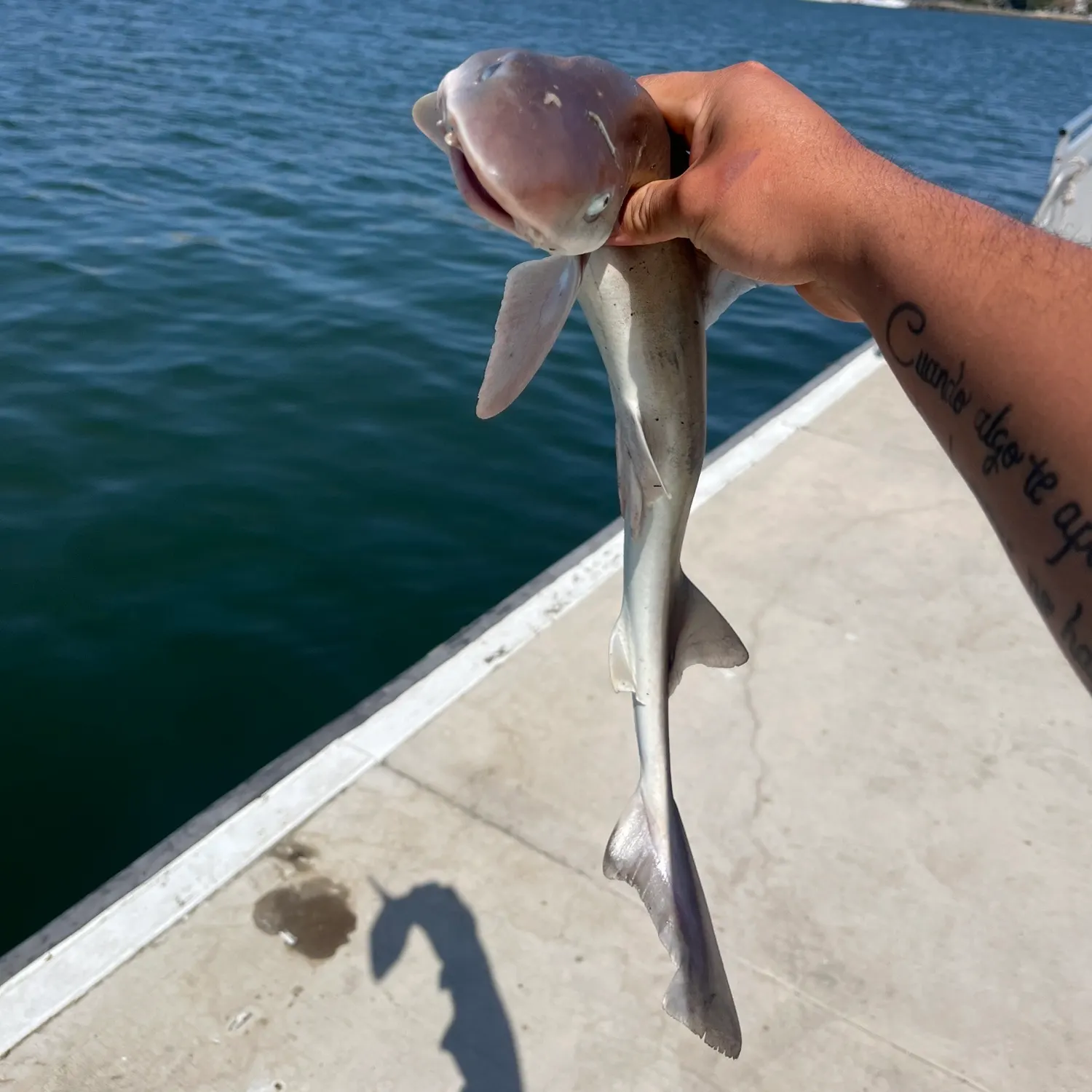 The most recent Grey smooth-hound catches on Fishbrain