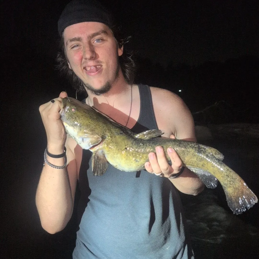 Flathead catfish caught on Fishbrain