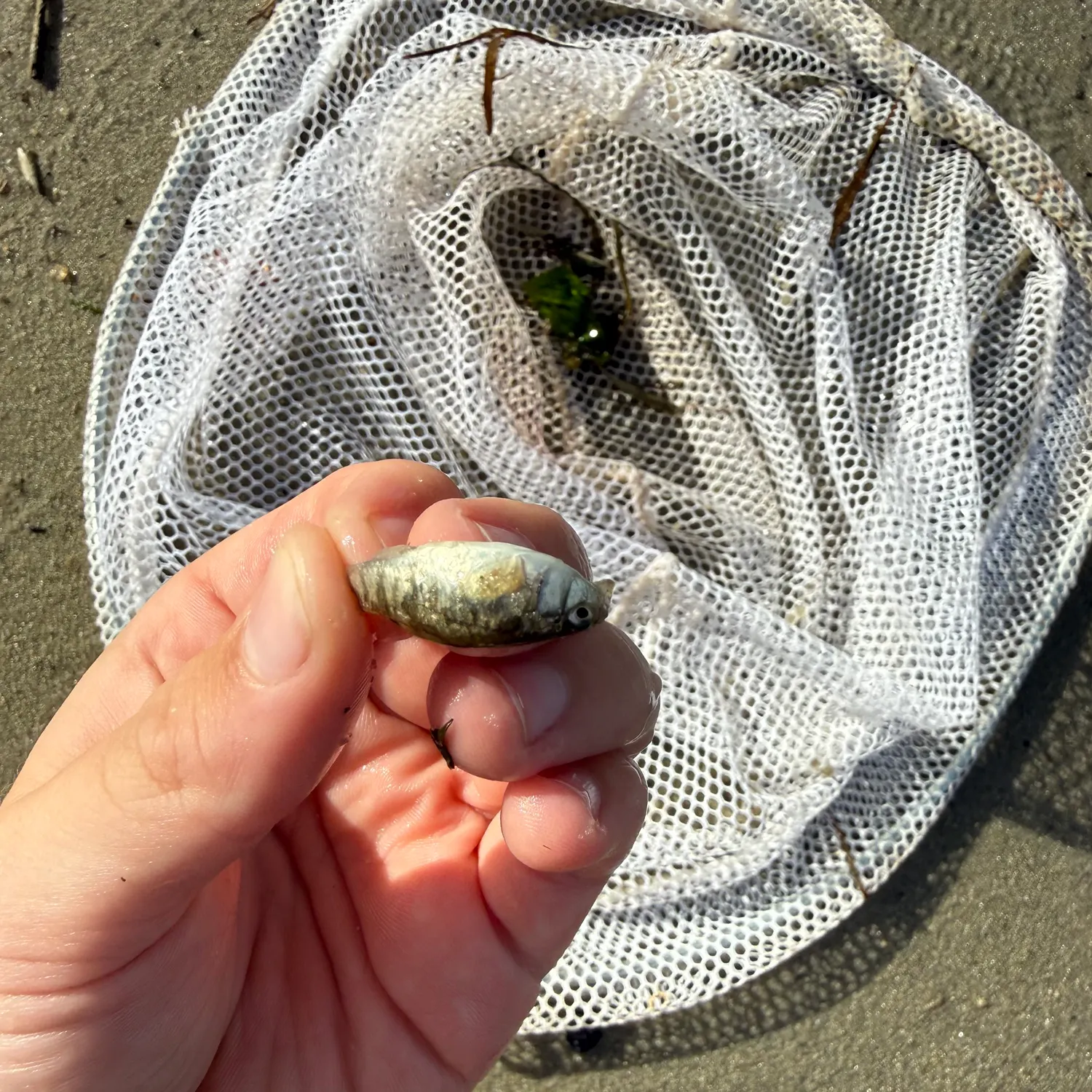 The most recent Sheepshead minnow catches on Fishbrain