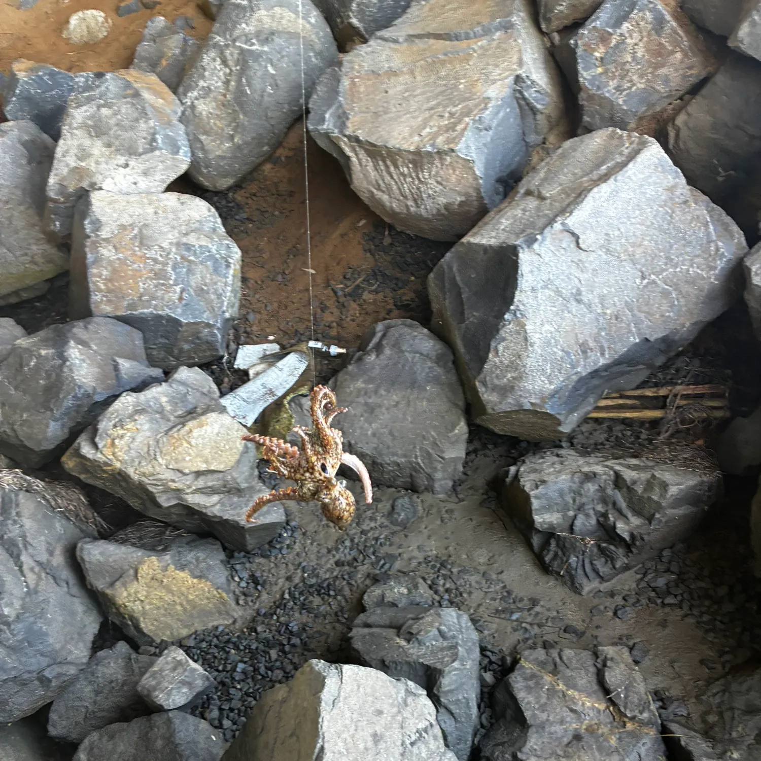 The most recent Common octopus catches on Fishbrain
