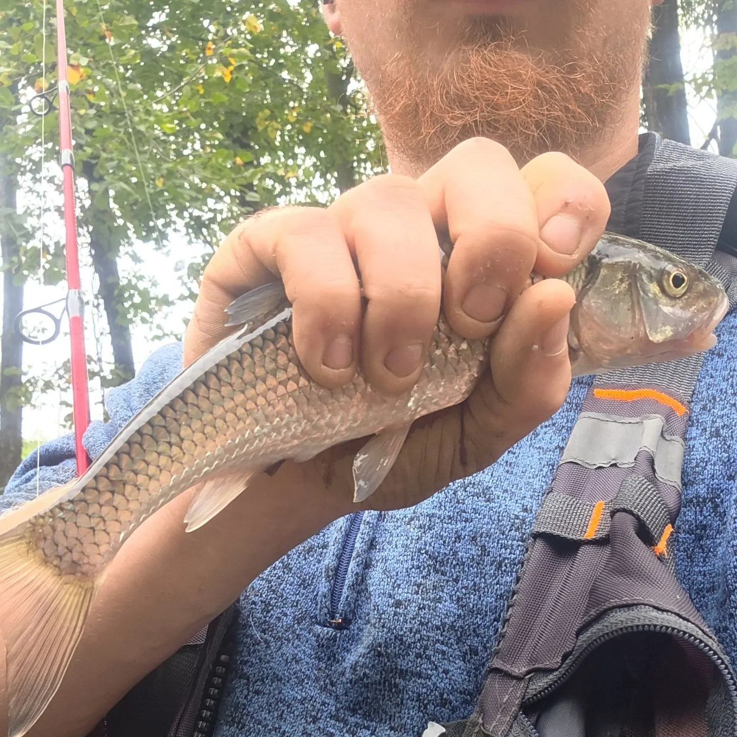 Fallfish caught on Fishbrain