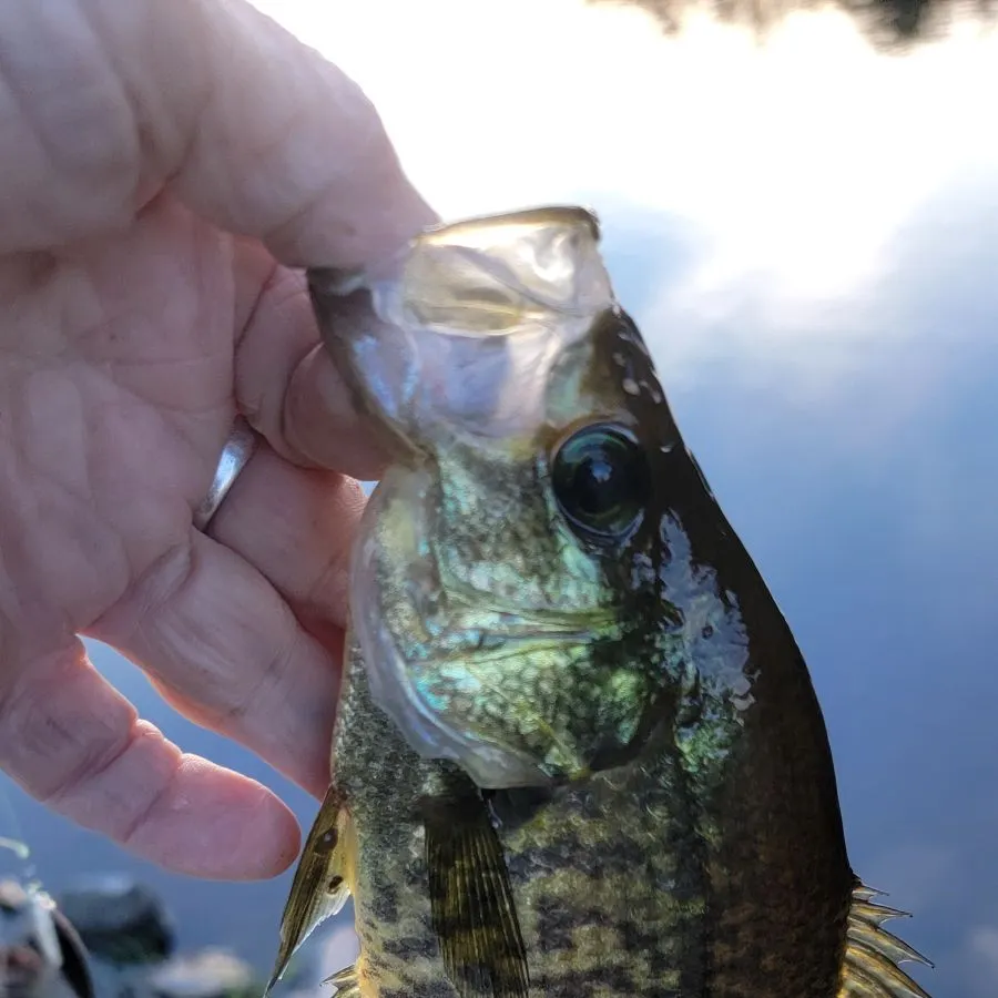 Black crappie caught on Fishbrain