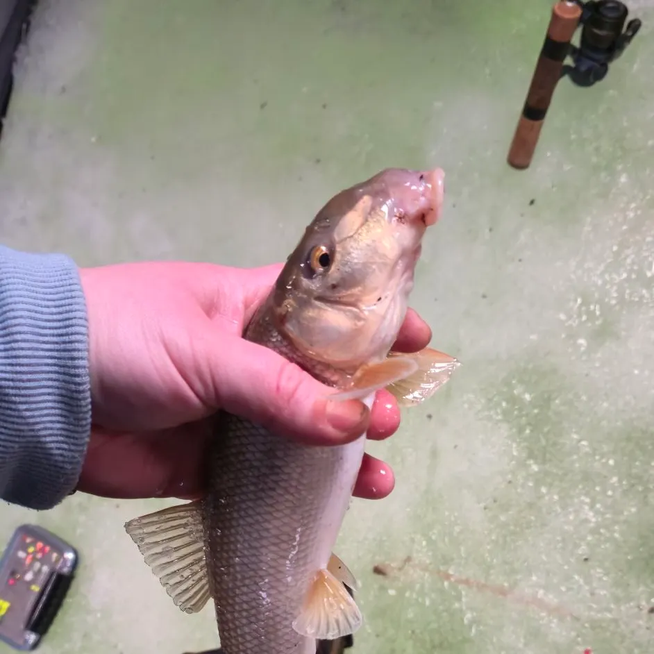 The most recent White sucker catches on Fishbrain