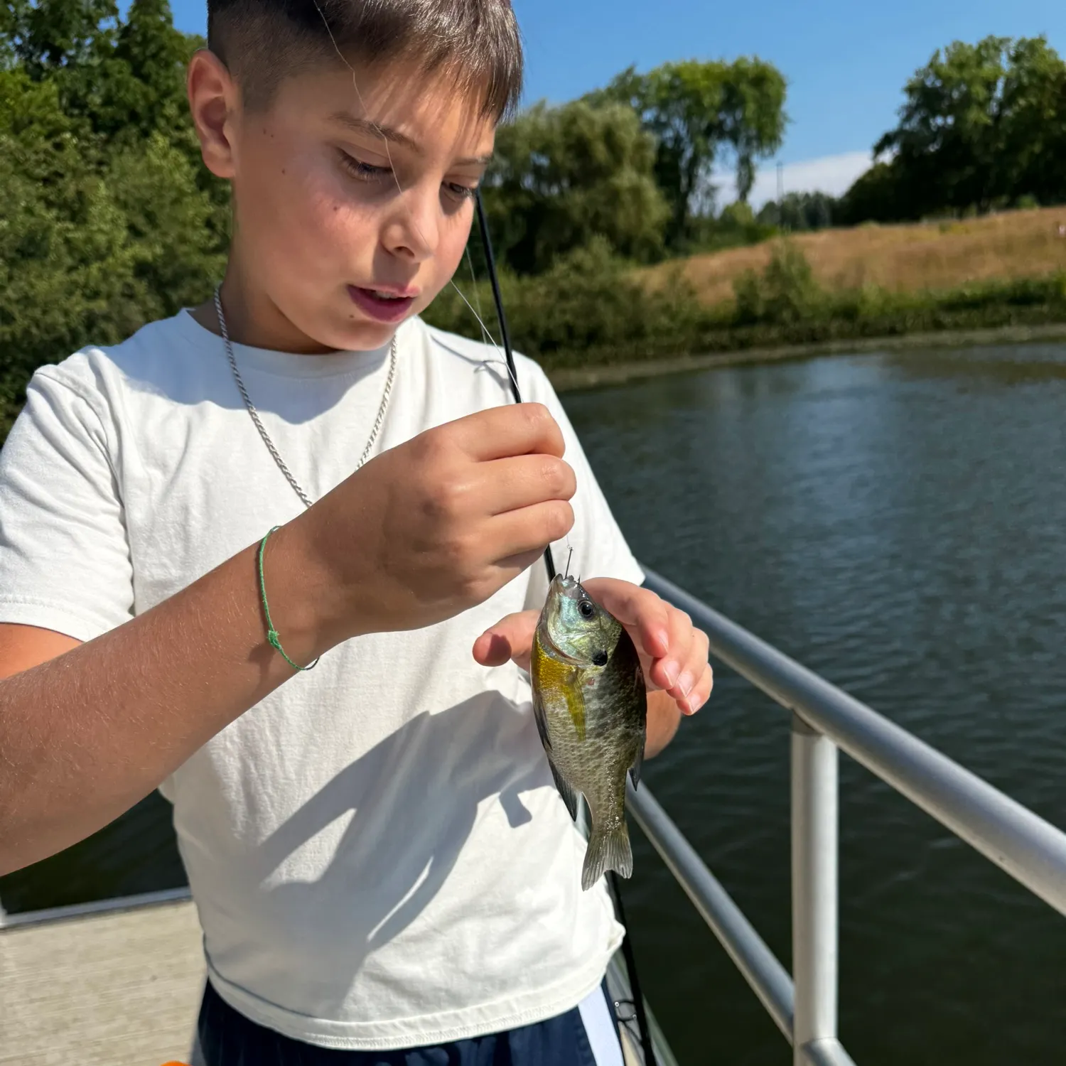 Bluegill caught on Fishbrain