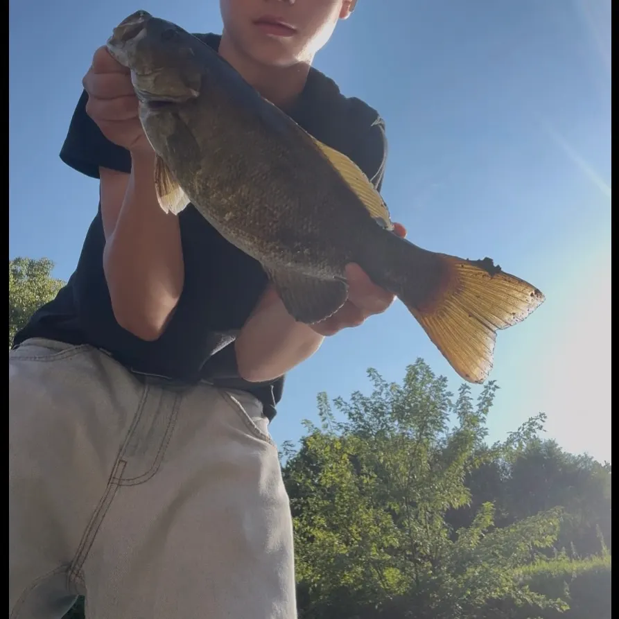 Smallmouth bass caught on Fishbrain