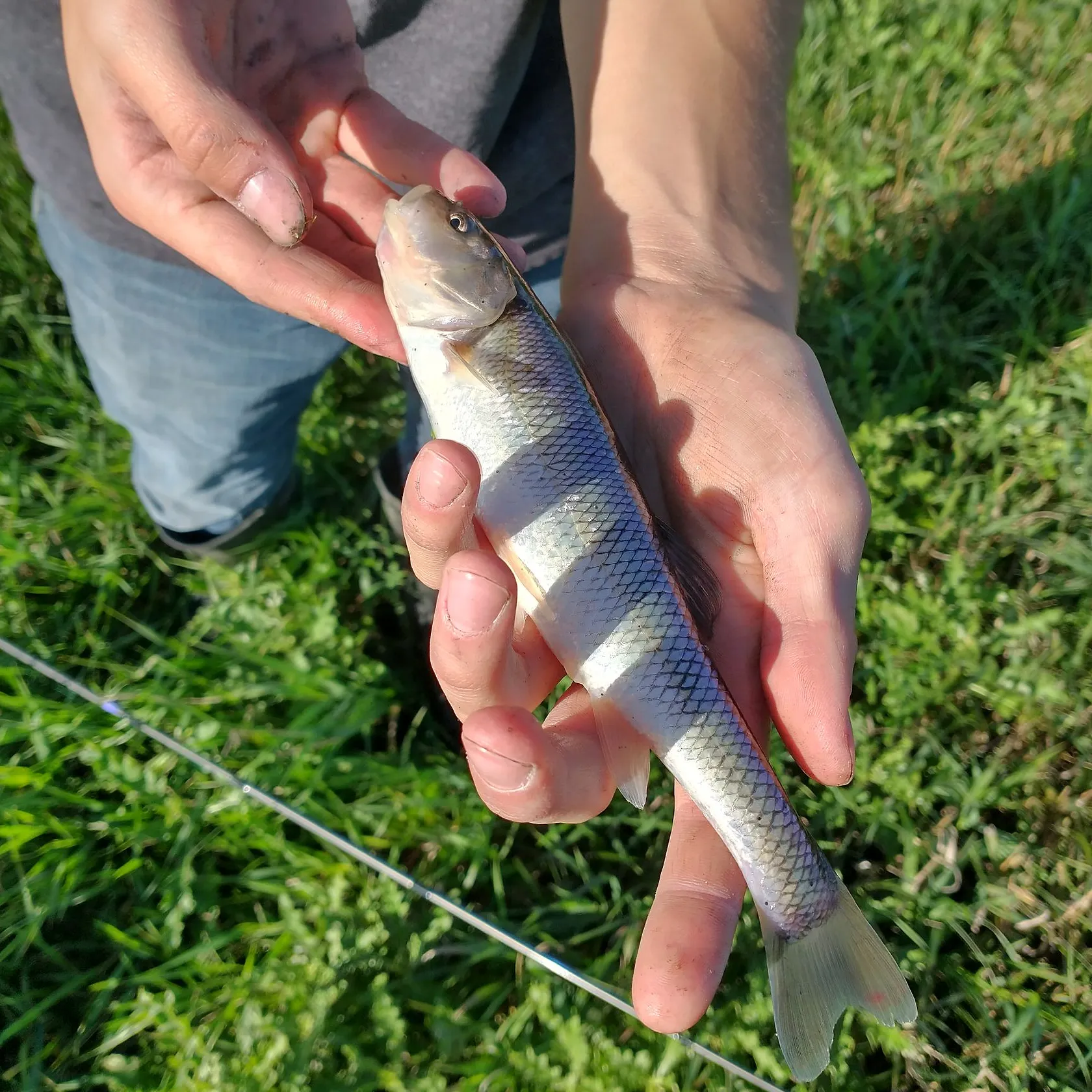 Creek chub caught on Fishbrain