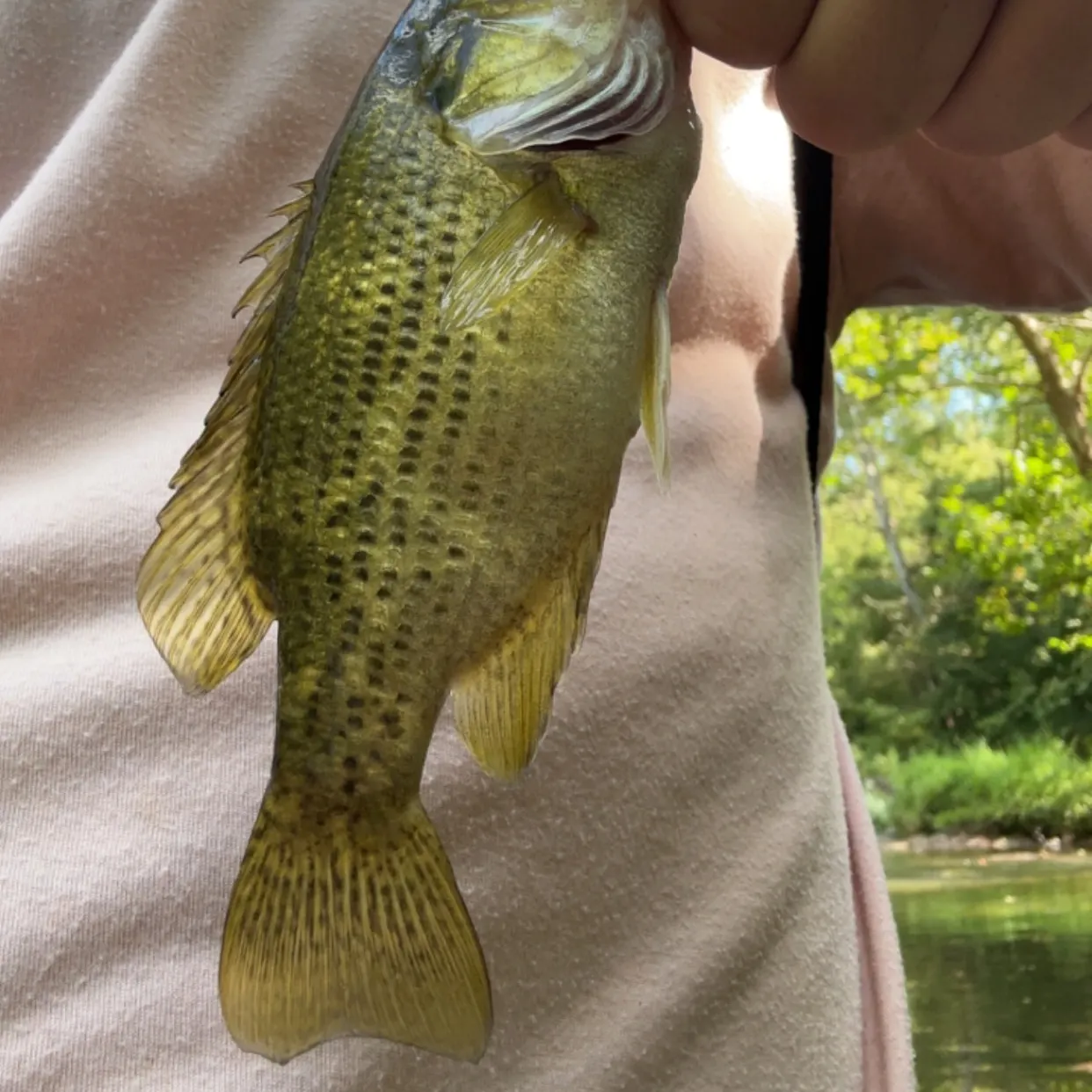 Rock bass caught on Fishbrain
