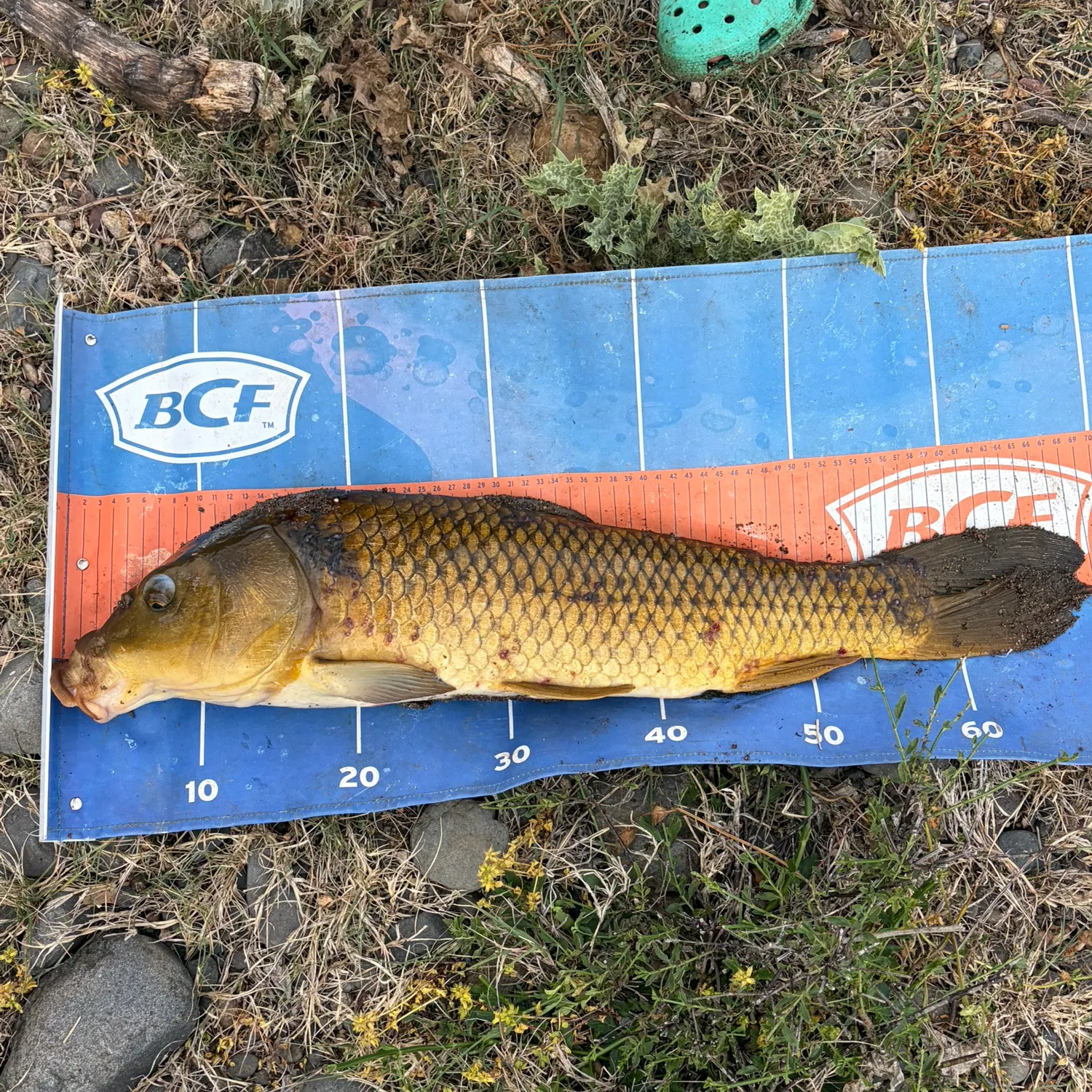 Common carp caught on Fishbrain