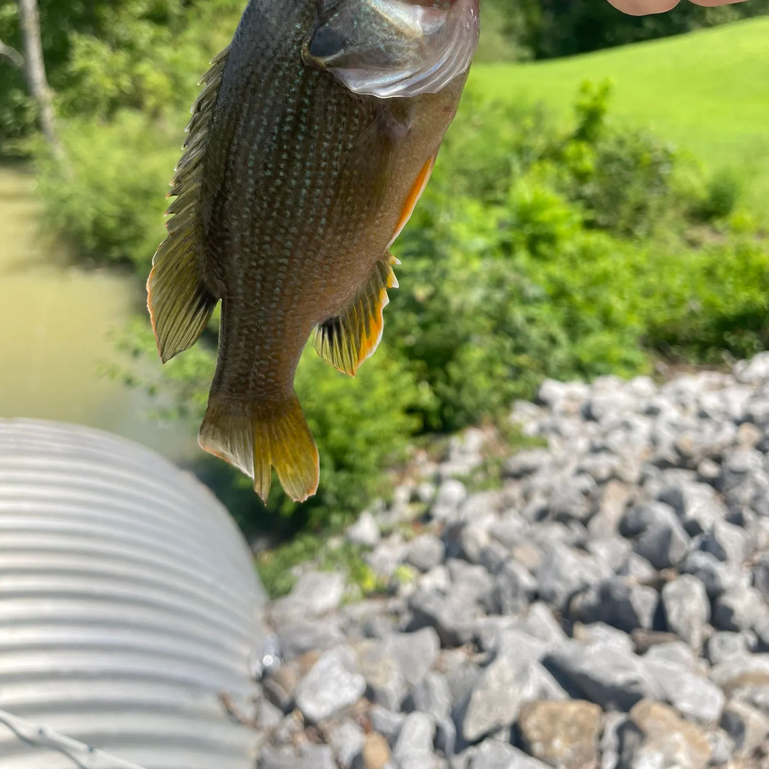 Green sunfish caught on Fishbrain