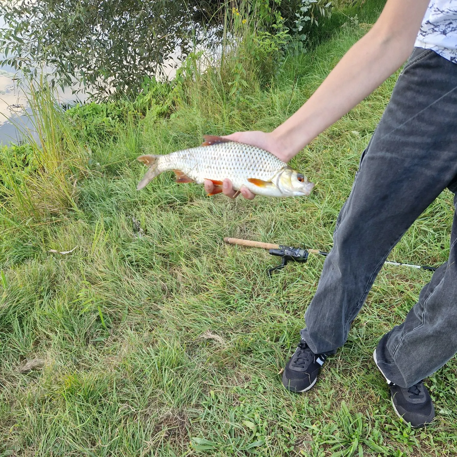 Common rudd caught on Fishbrain