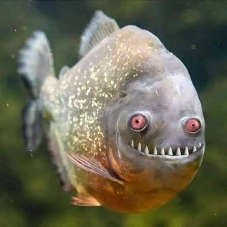 The most recent Obtuse barracuda catches on Fishbrain