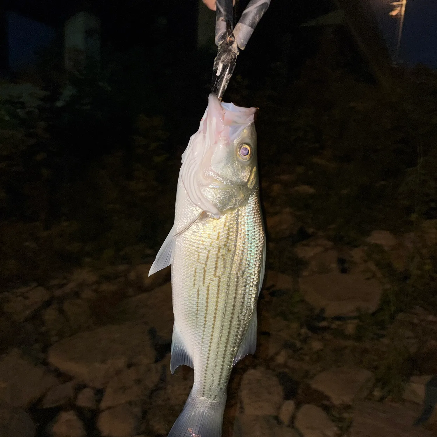 Striped bass caught on Fishbrain