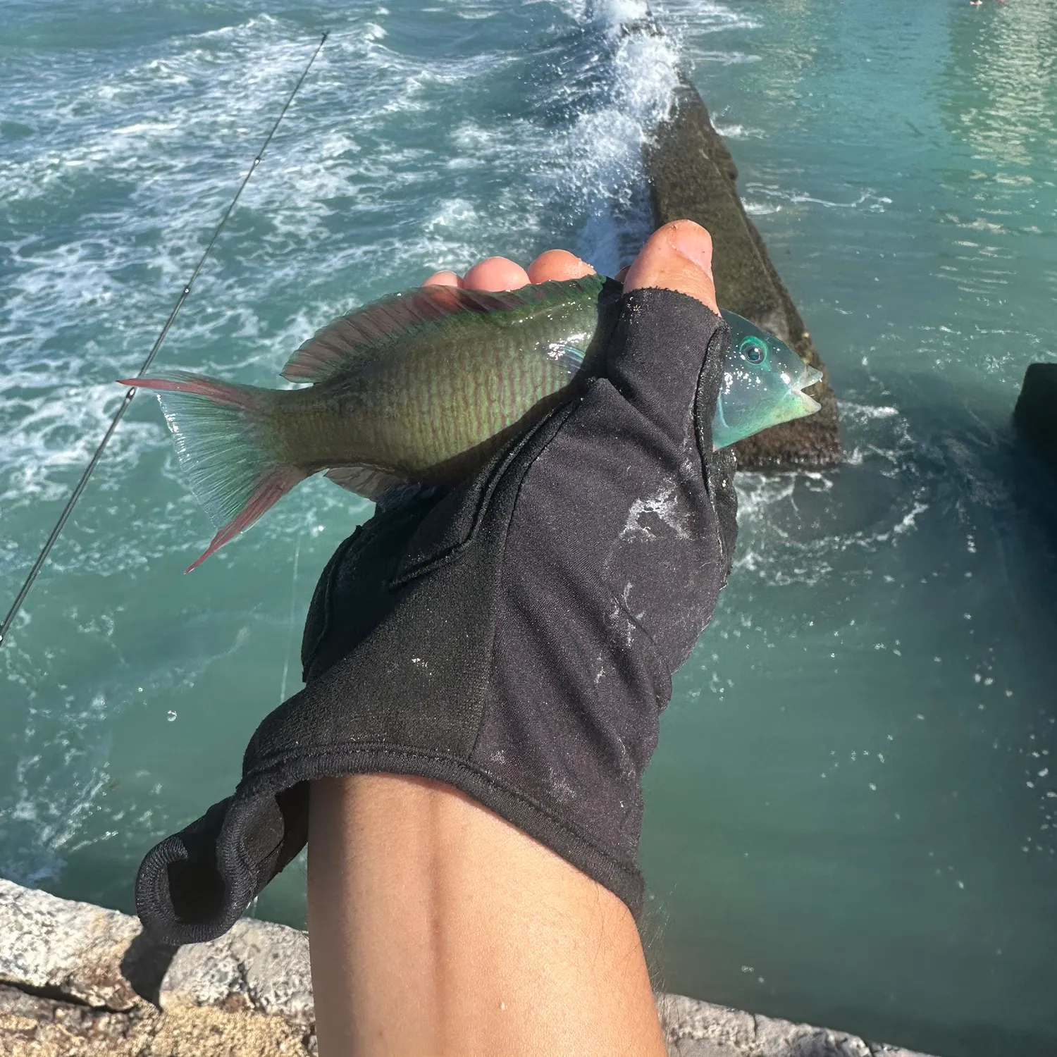 Saddle wrasse caught on Fishbrain
