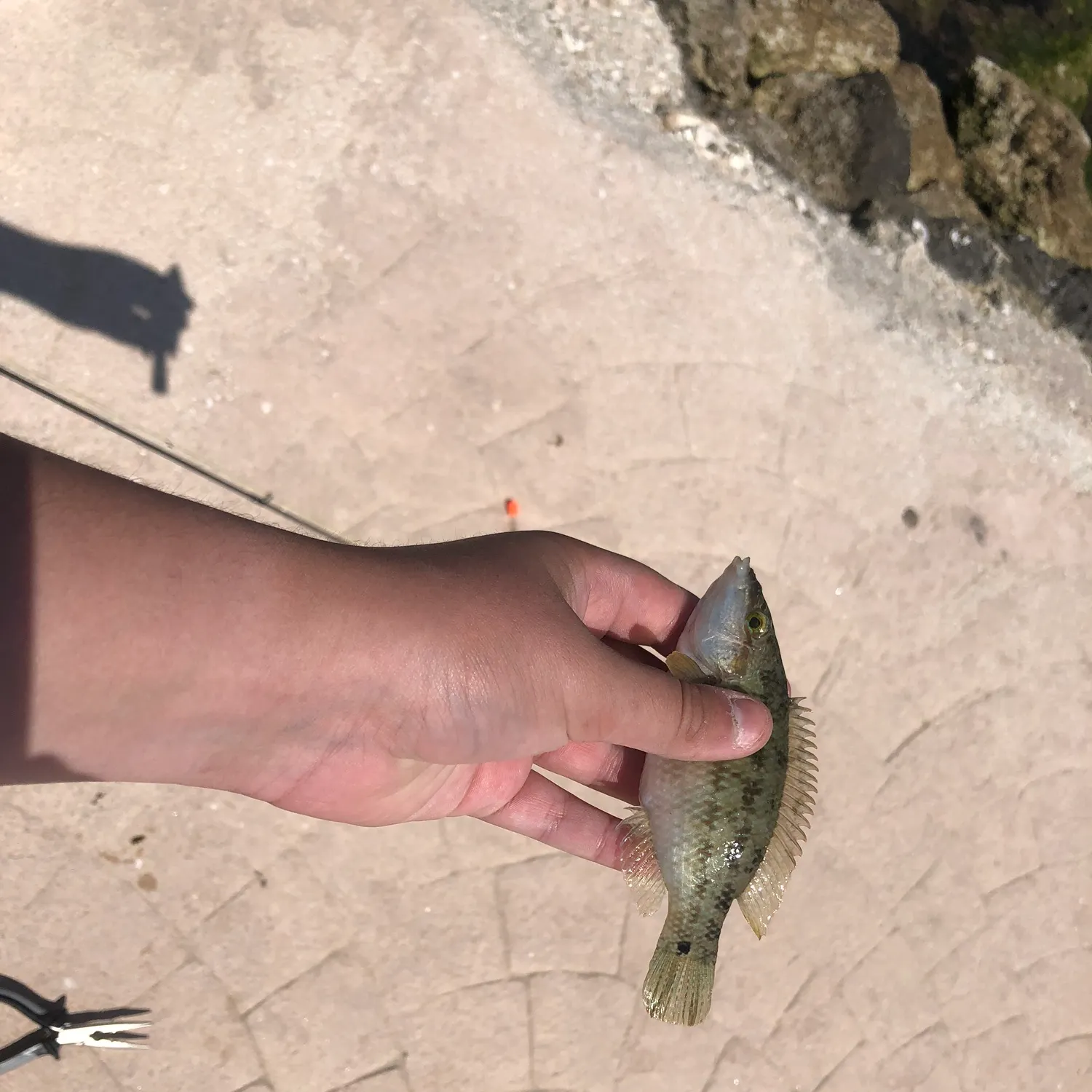The most recent East Atlantic peacock wrasse catches on Fishbrain