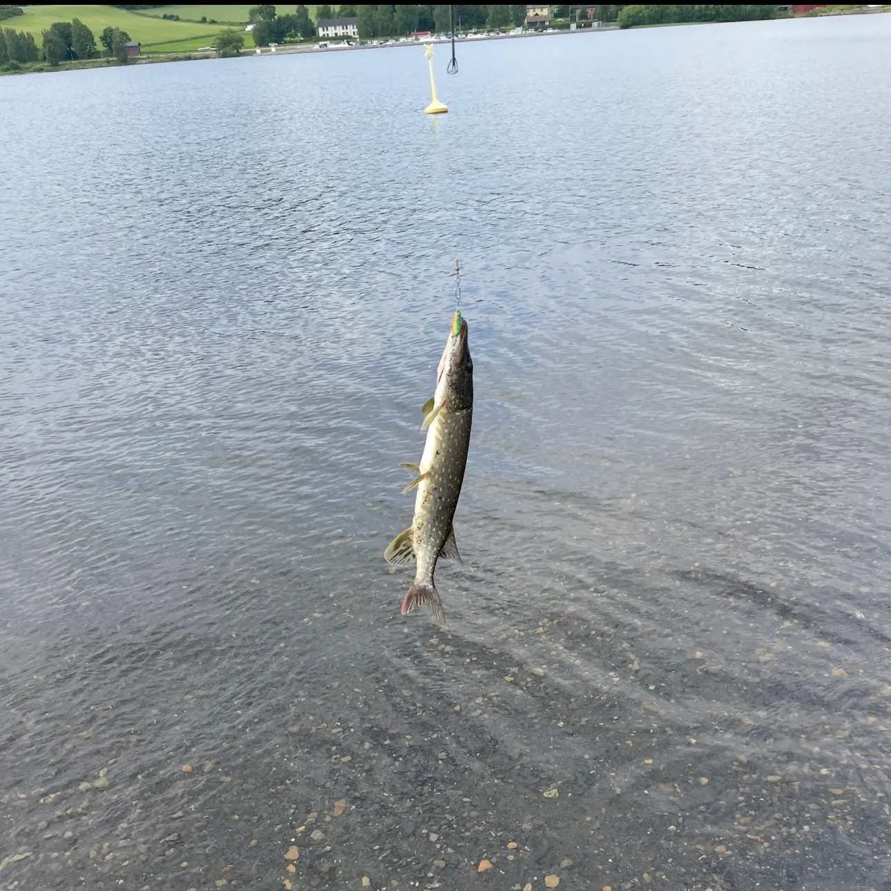 Northern pike caught on Fishbrain