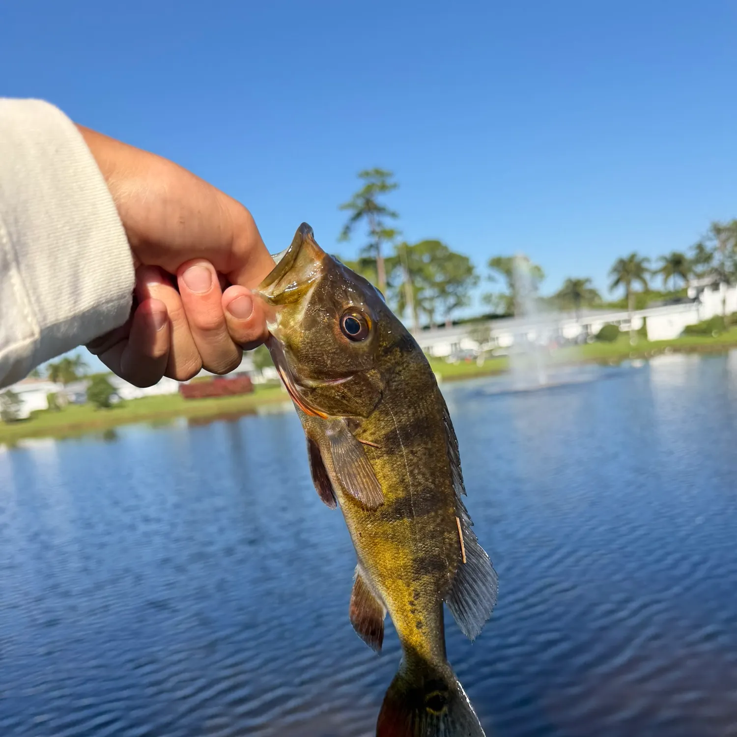 The most recent Butterfly peacock bass catches on Fishbrain
