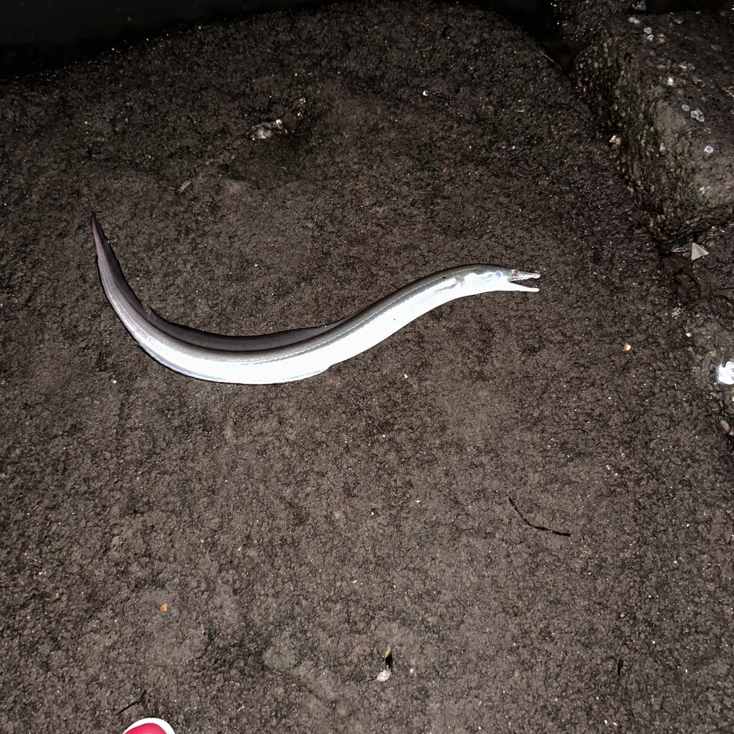 The most recent Common pike conger catches on Fishbrain