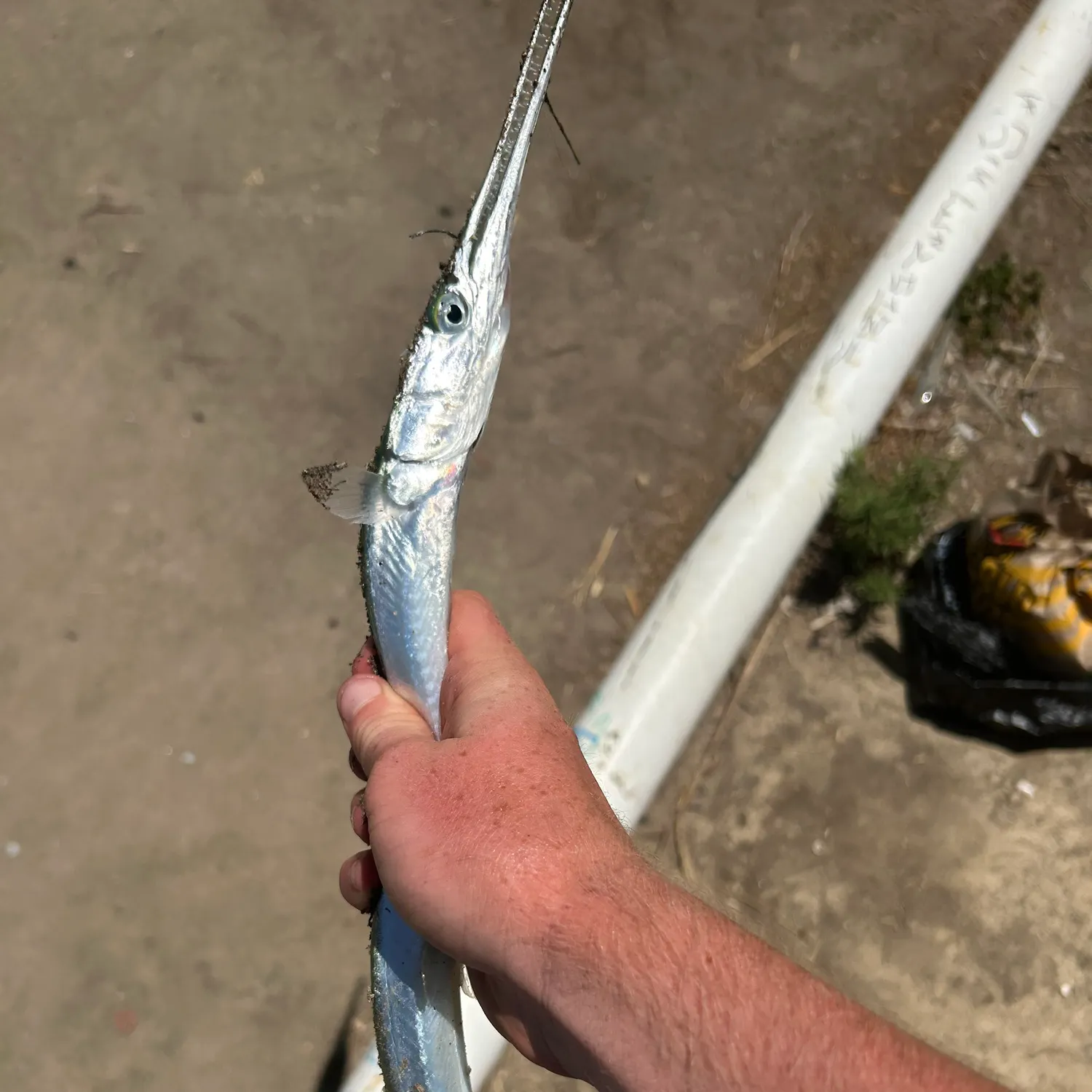 The most recent Mexican needlefish catches on Fishbrain