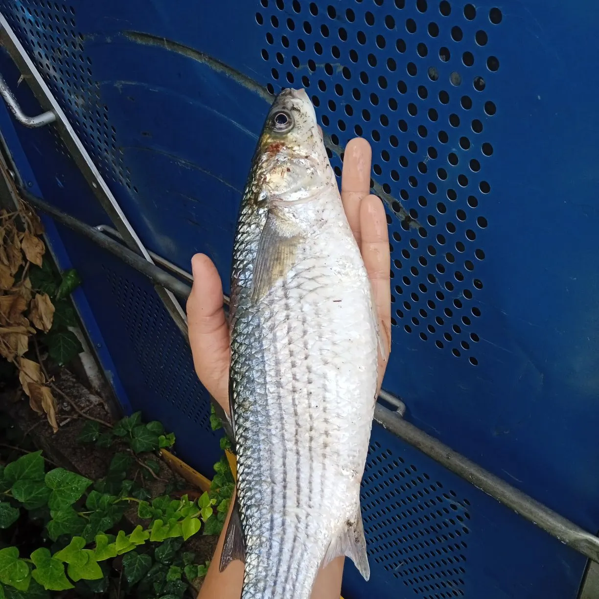 Striped mullet caught on Fishbrain