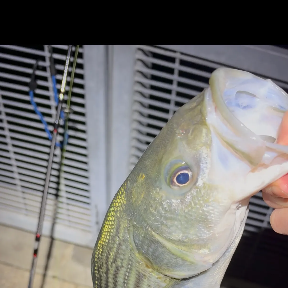 Striped bass caught on Fishbrain