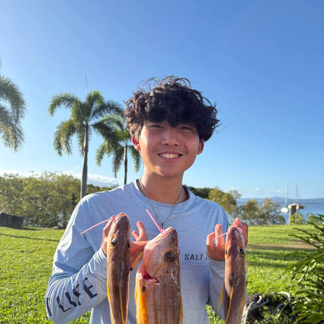 The most recent Common bluestripe snapper catches on Fishbrain