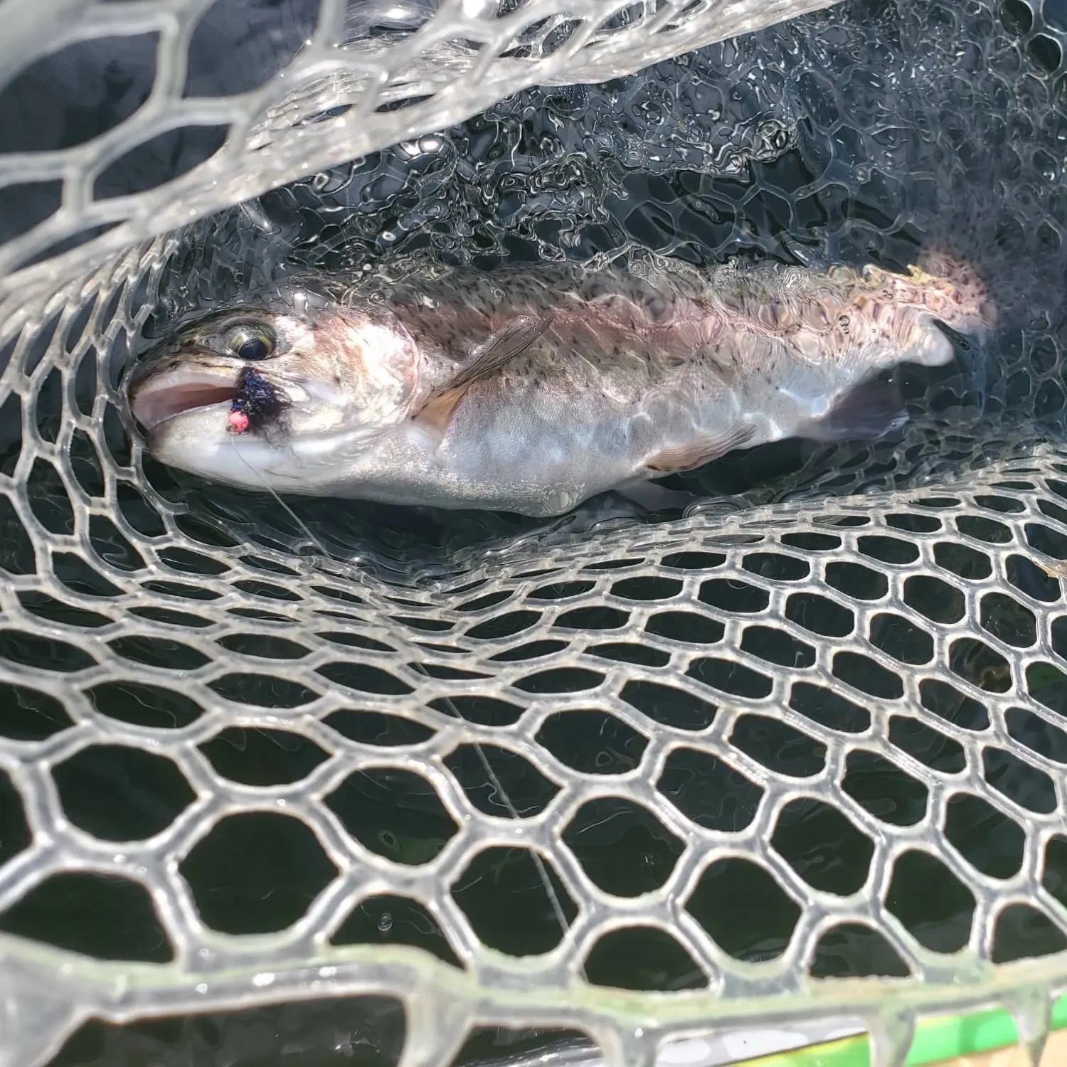 Rainbow trout caught on Fishbrain