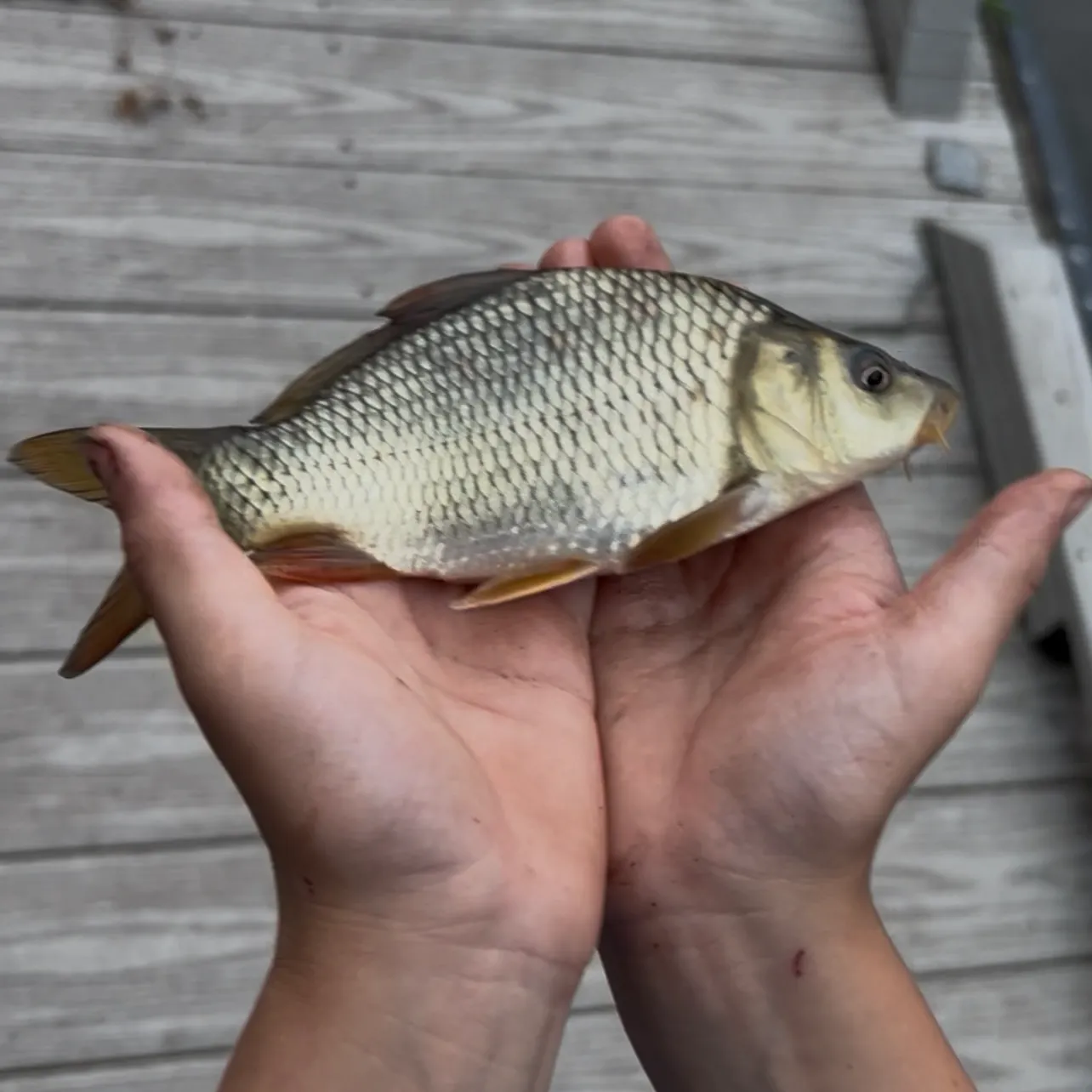 Common carp caught on Fishbrain