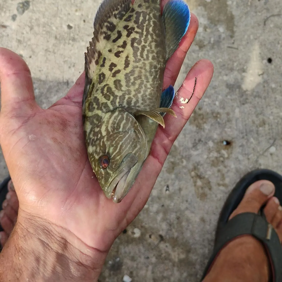 The most recent Gag grouper catches on Fishbrain