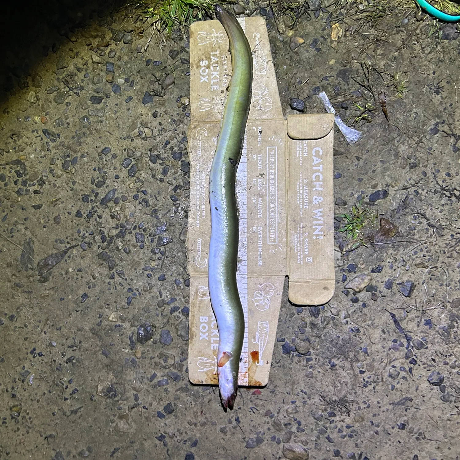 American eel caught on Fishbrain