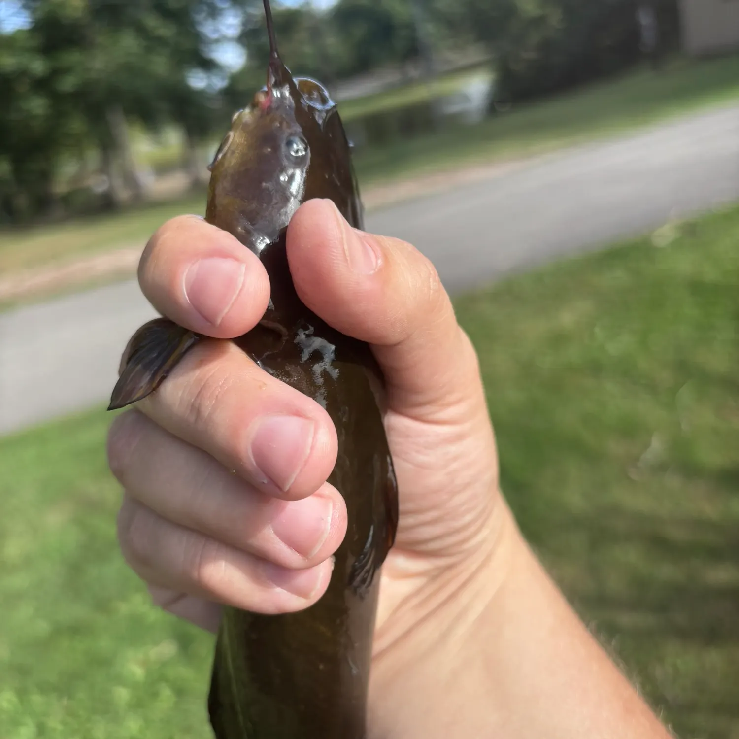 Fish caught on Fishbrain