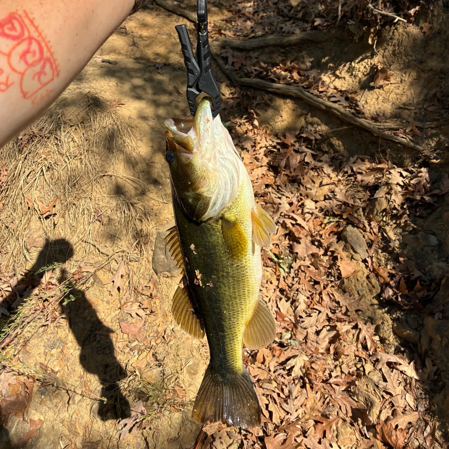 Largemouth bass caught on Fishbrain