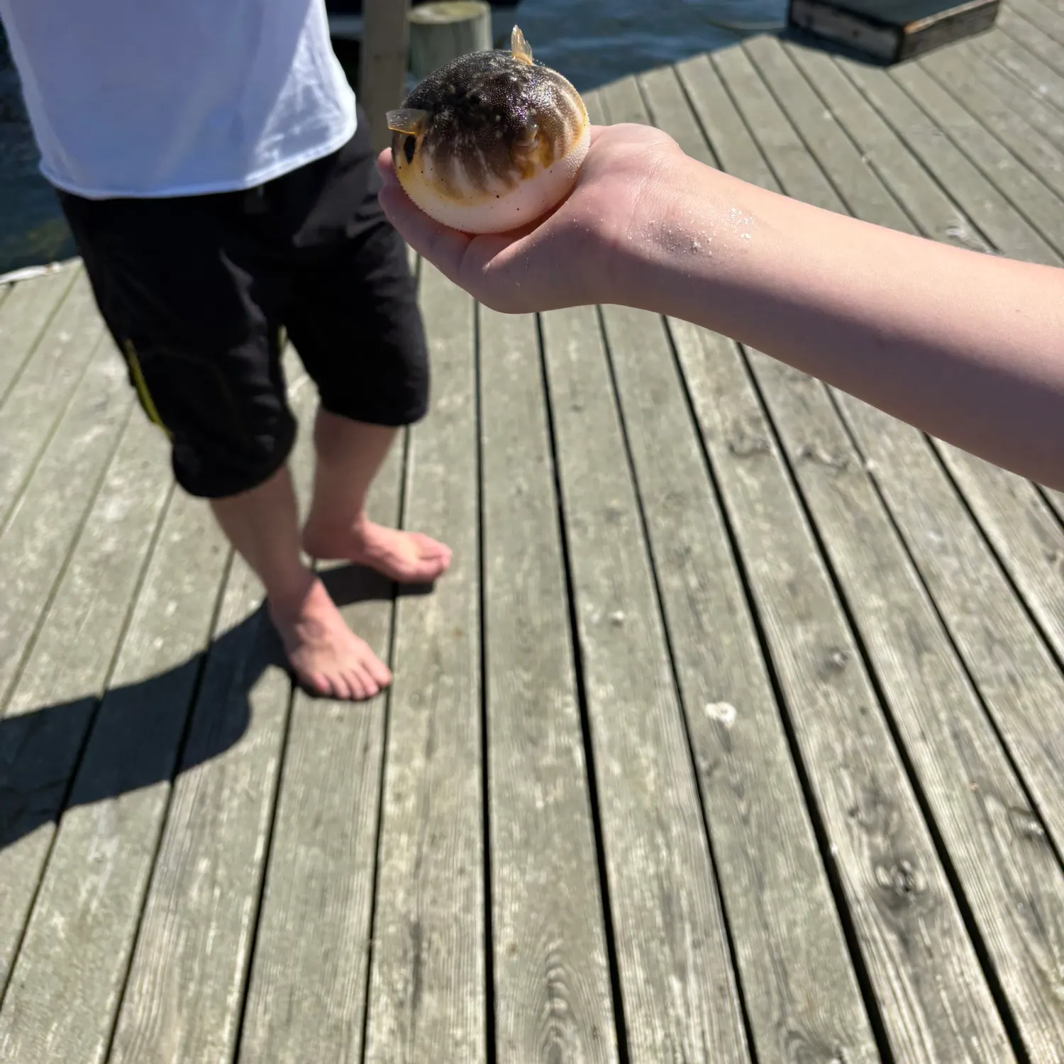 Northern puffer caught on Fishbrain