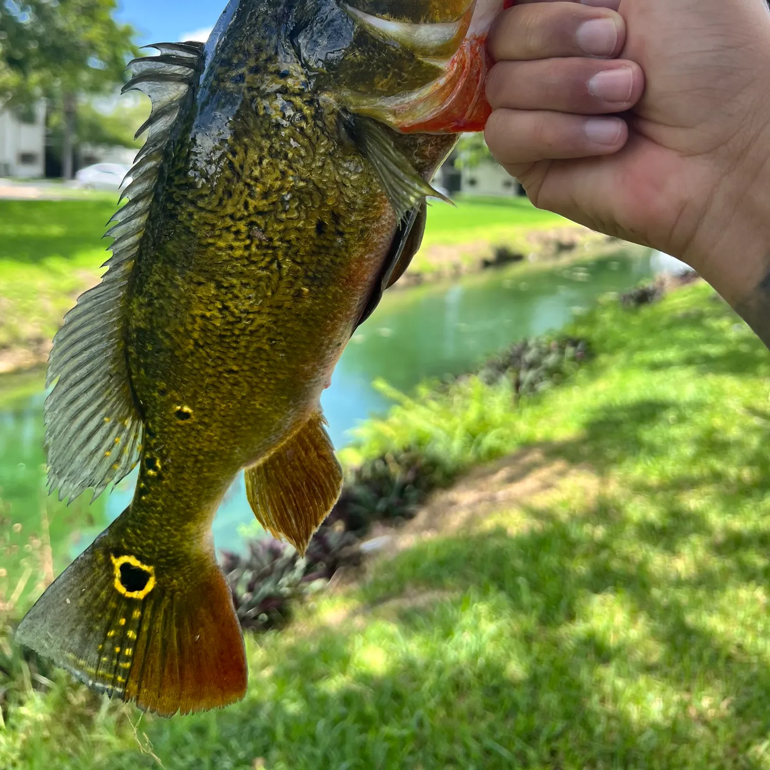 The most recent Butterfly peacock bass catches on Fishbrain