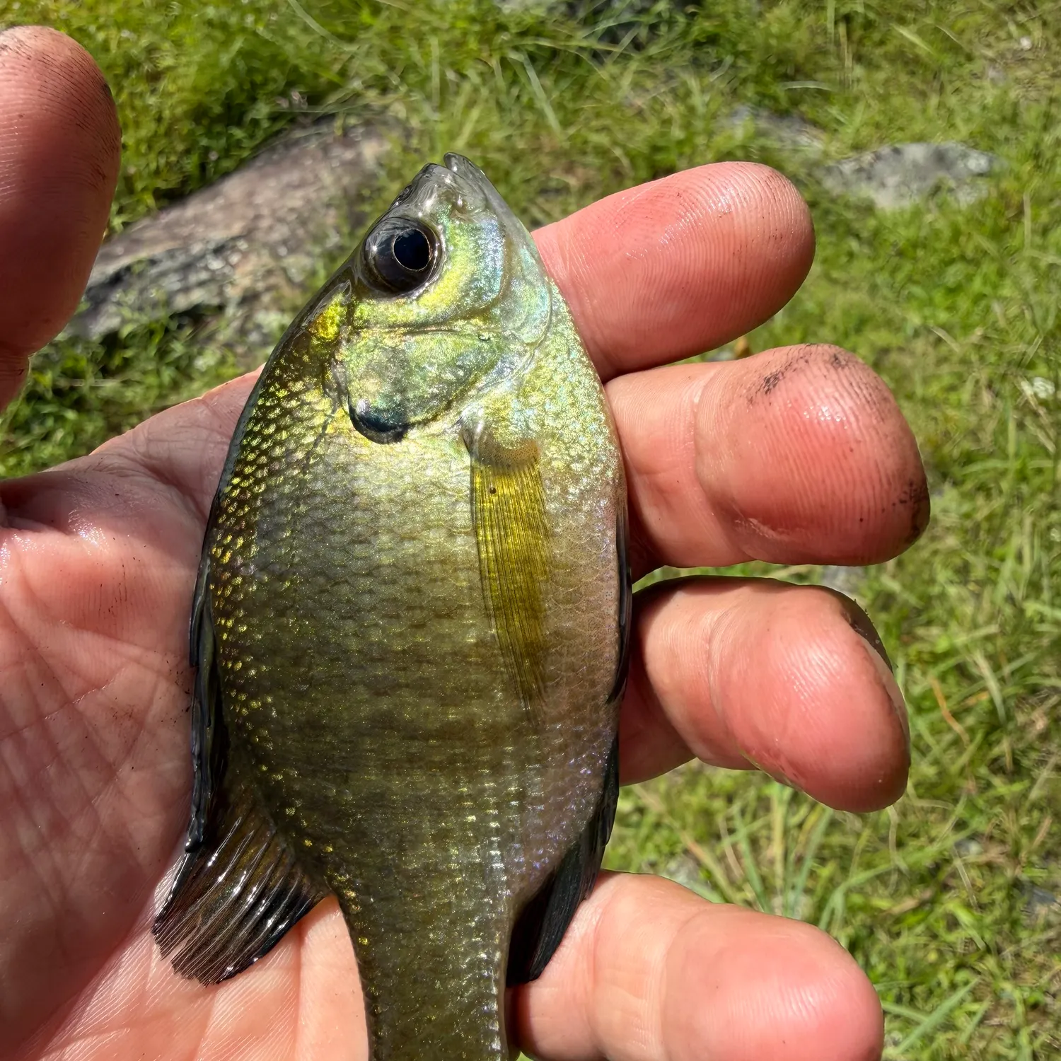 Bluegill caught on Fishbrain