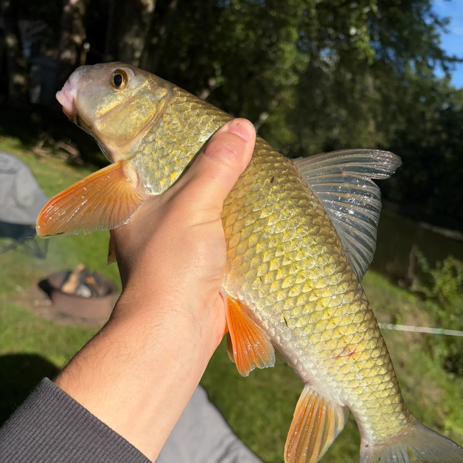 Golden redhorse caught on Fishbrain