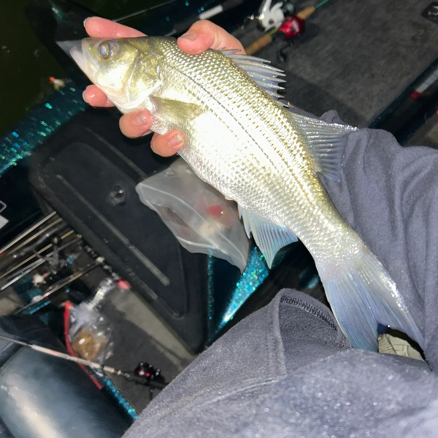 White bass caught on Fishbrain