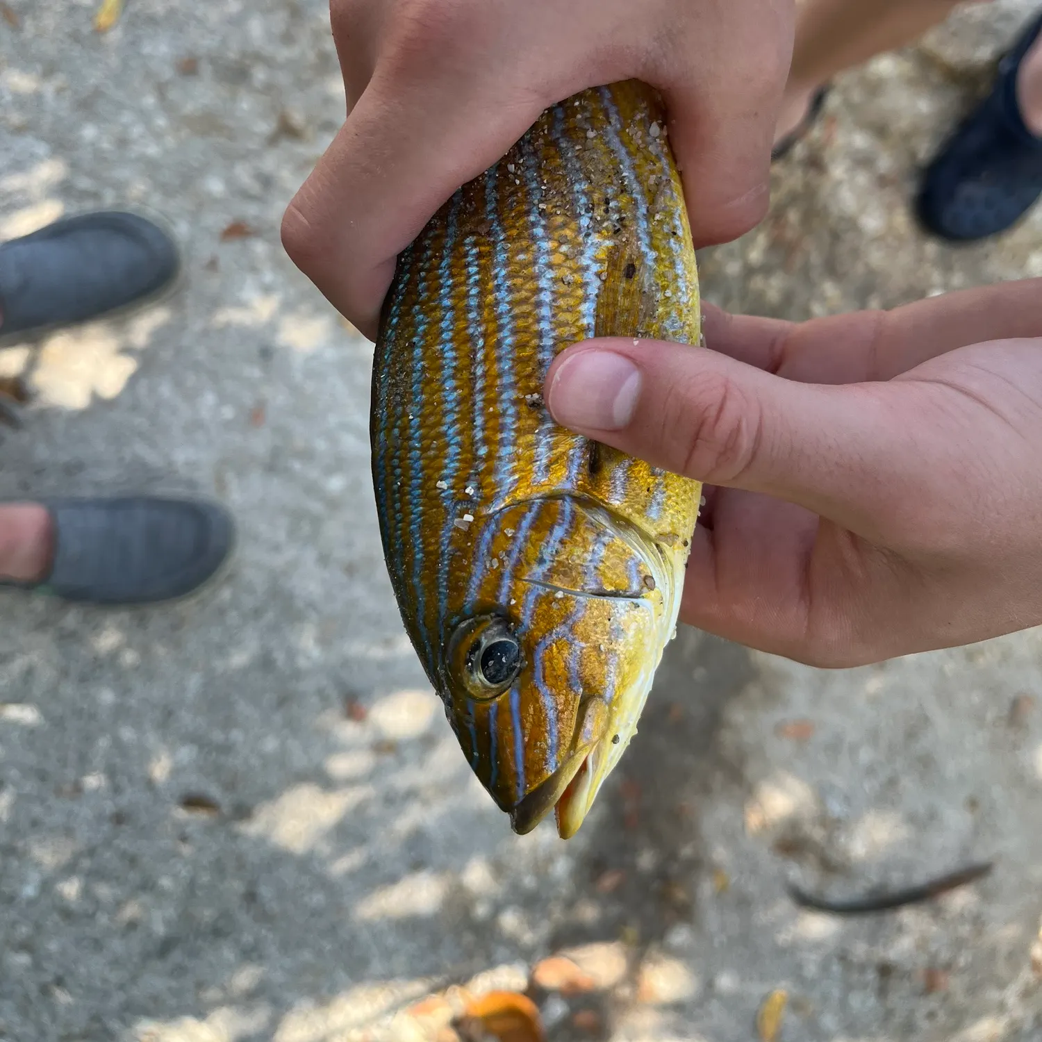 catch