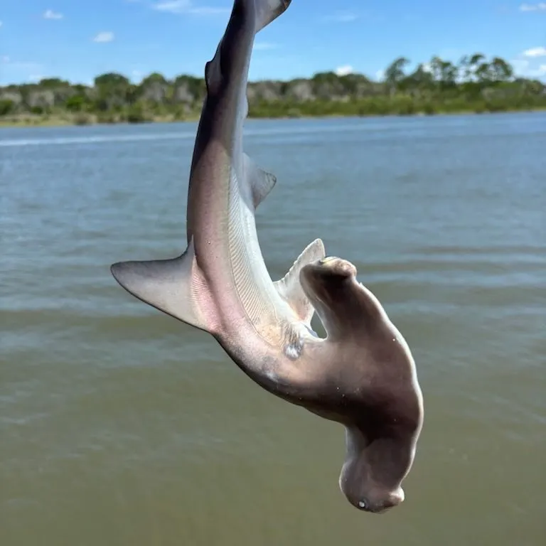 The most recent Scalloped hammerhead shark catches on Fishbrain