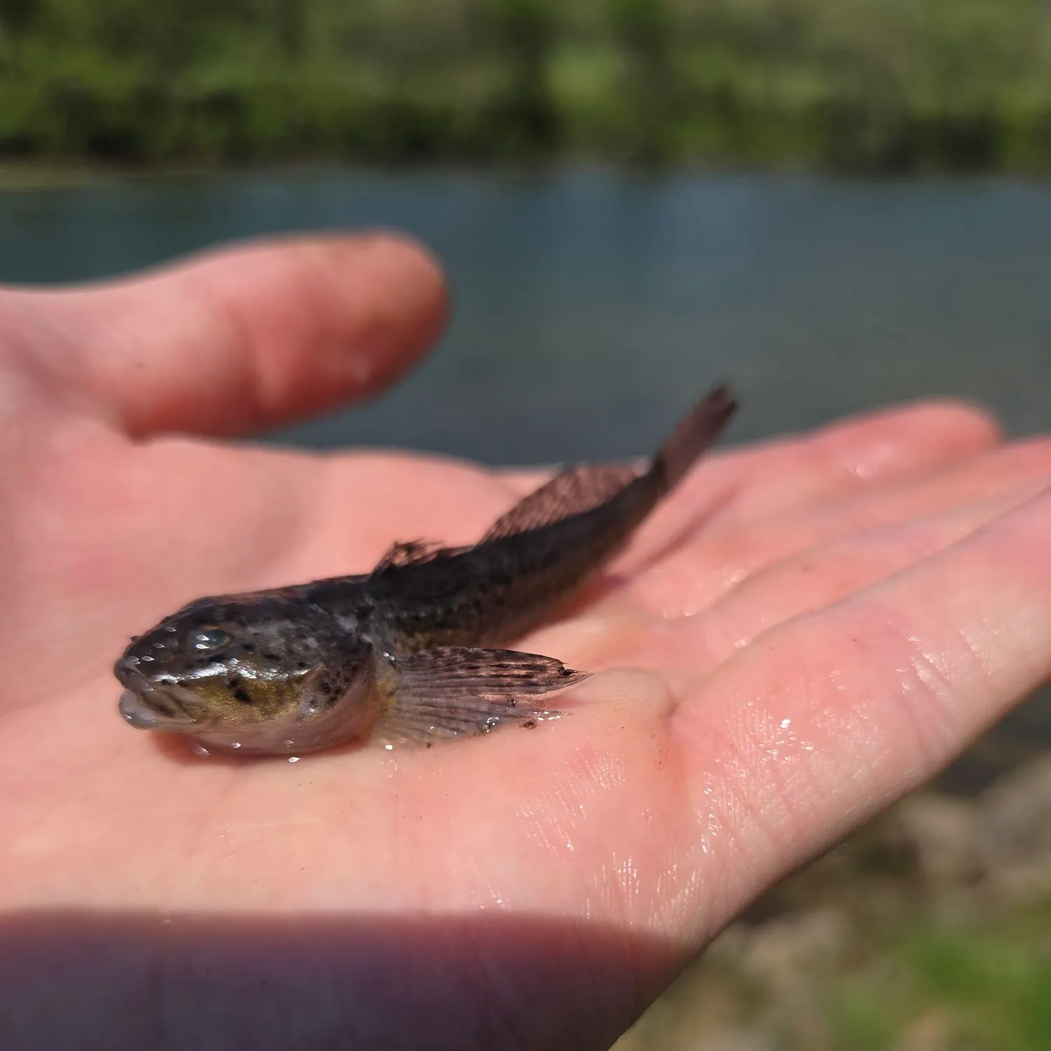 The most recent Bigmouth goby catches on Fishbrain