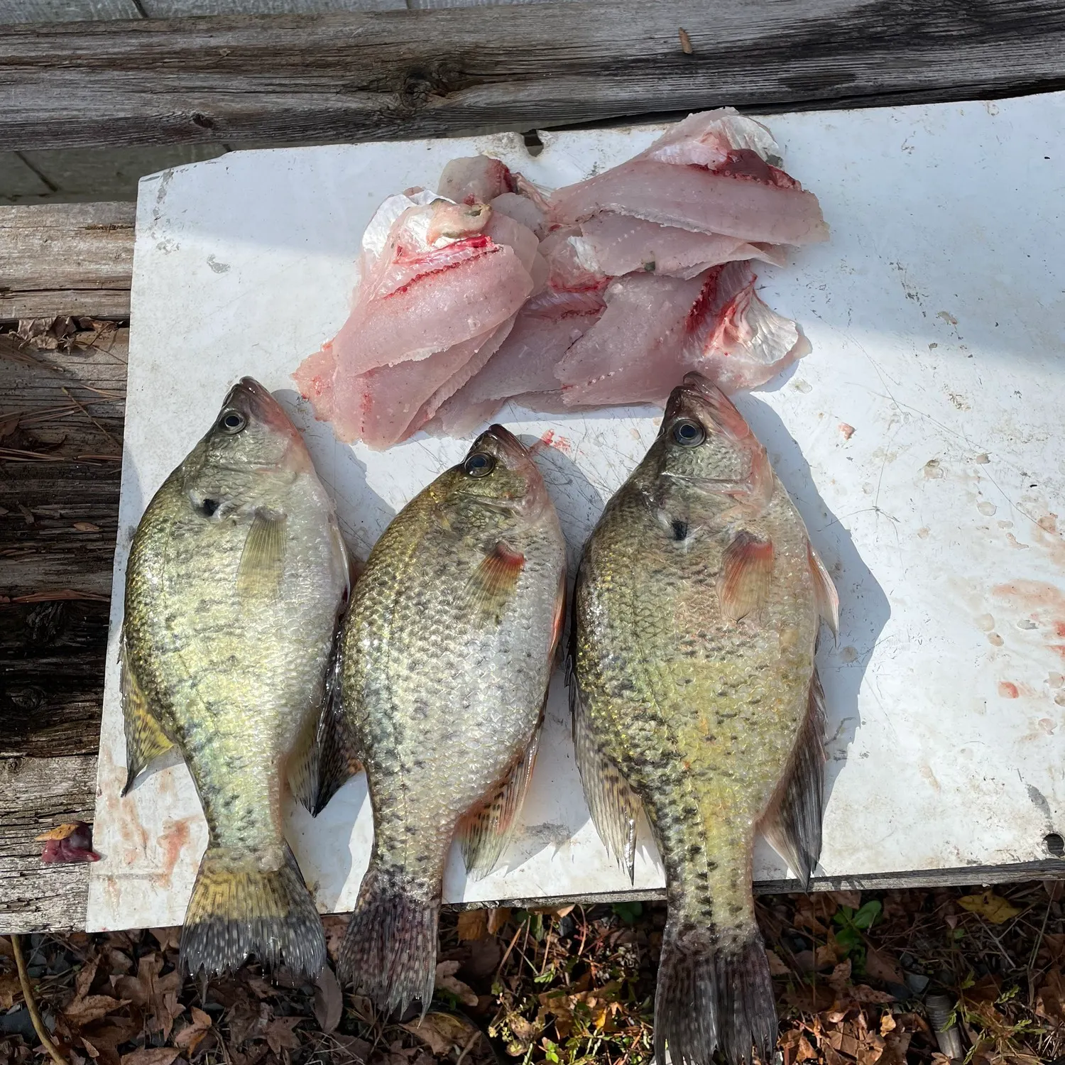 recently logged catches